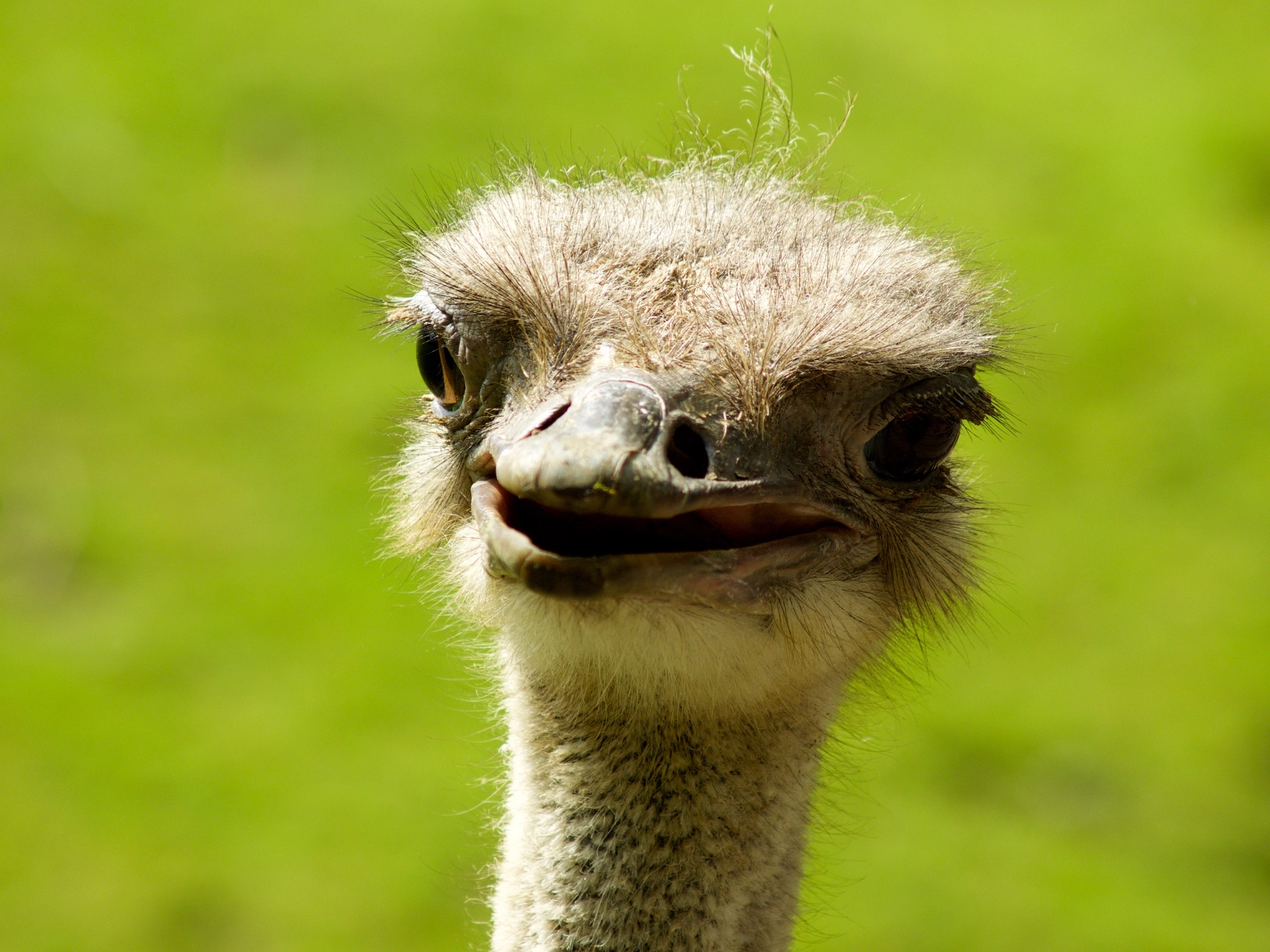 Olympus Zuiko Digital ED 40-150mm F4.0-5.6 sample photo. Berlin zoo curious ostrich photography