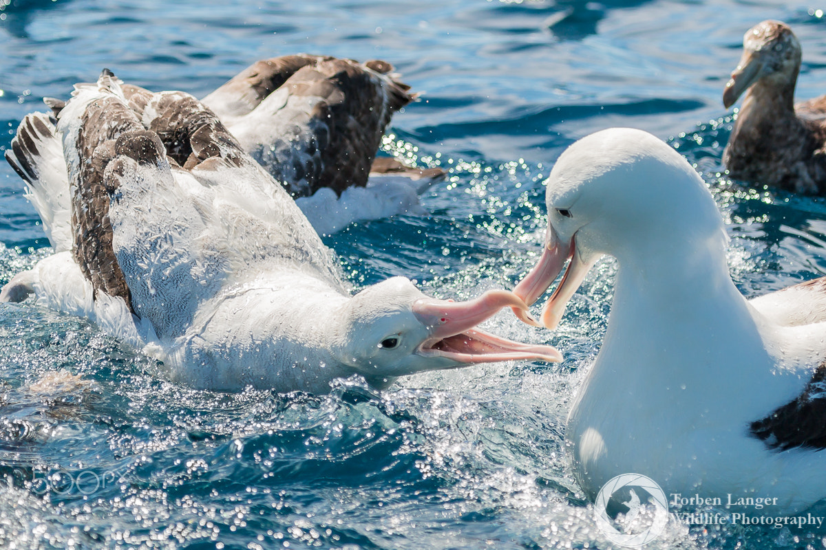 Canon EF 100-400mm F4.5-5.6L IS USM sample photo. Fighting giants photography