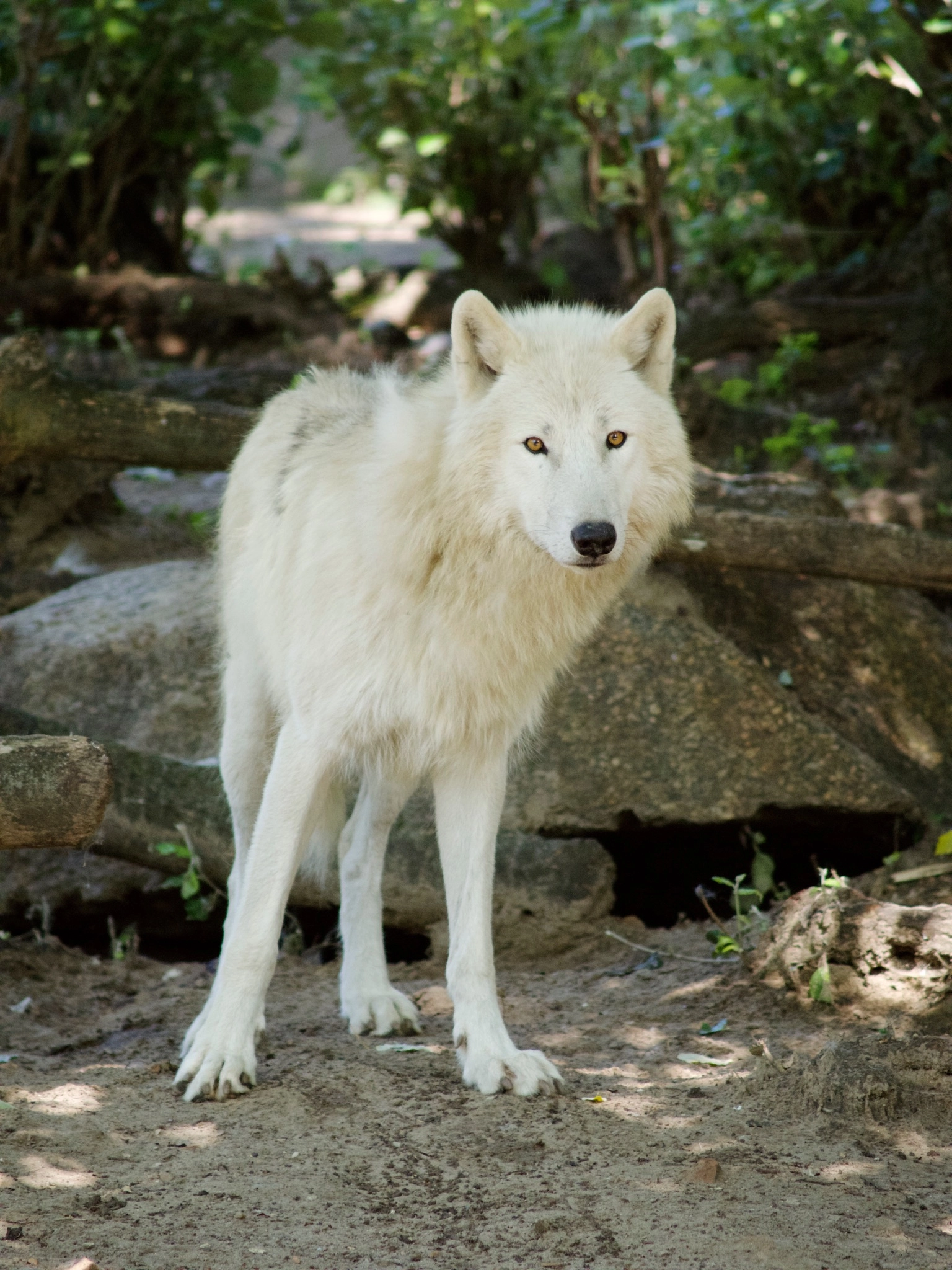 Olympus Zuiko Digital ED 40-150mm F4.0-5.6 sample photo. Berlin zoo white wolf photography