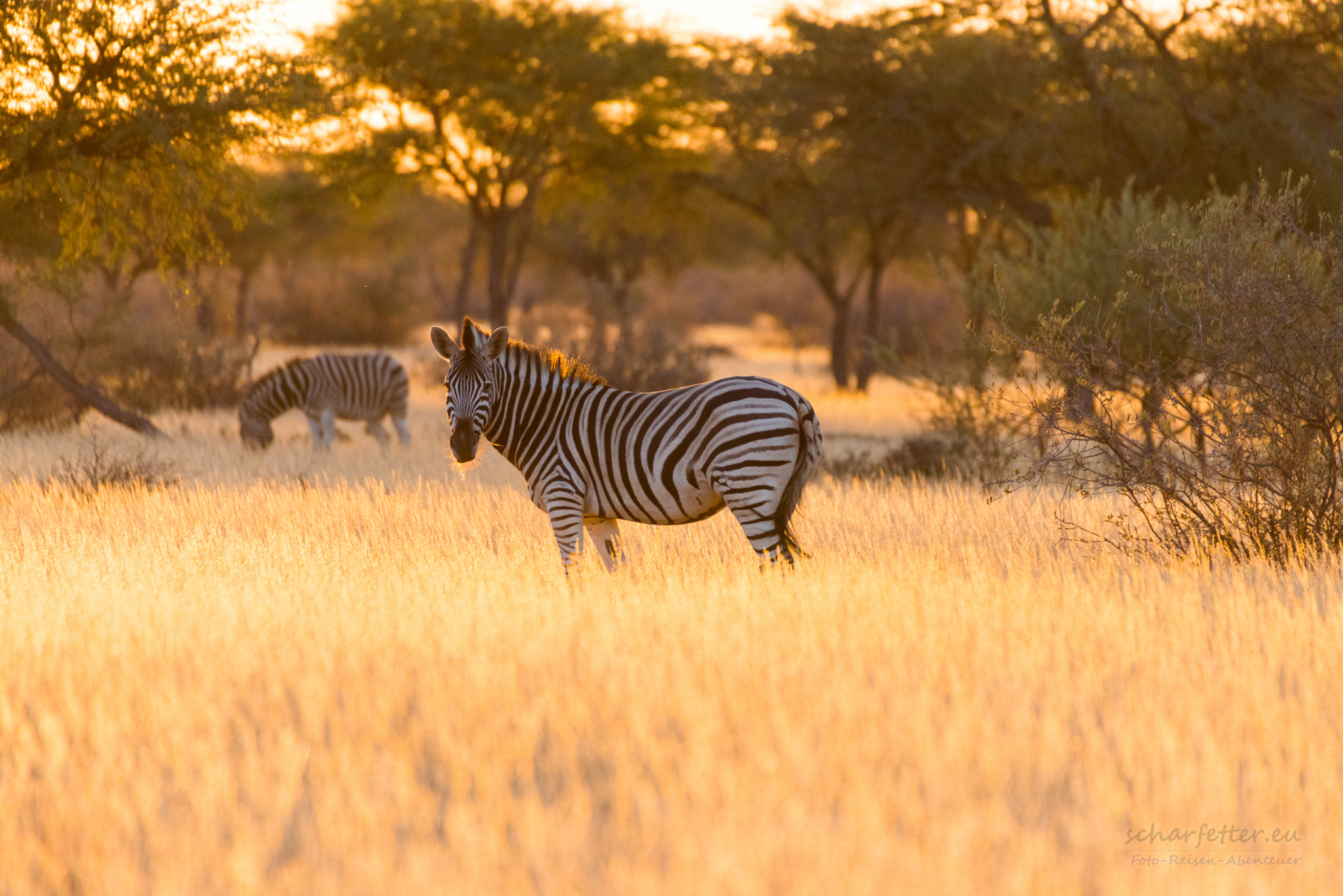 Sigma 50-500mm F4.5-6.3 DG OS HSM sample photo. Zebra photography