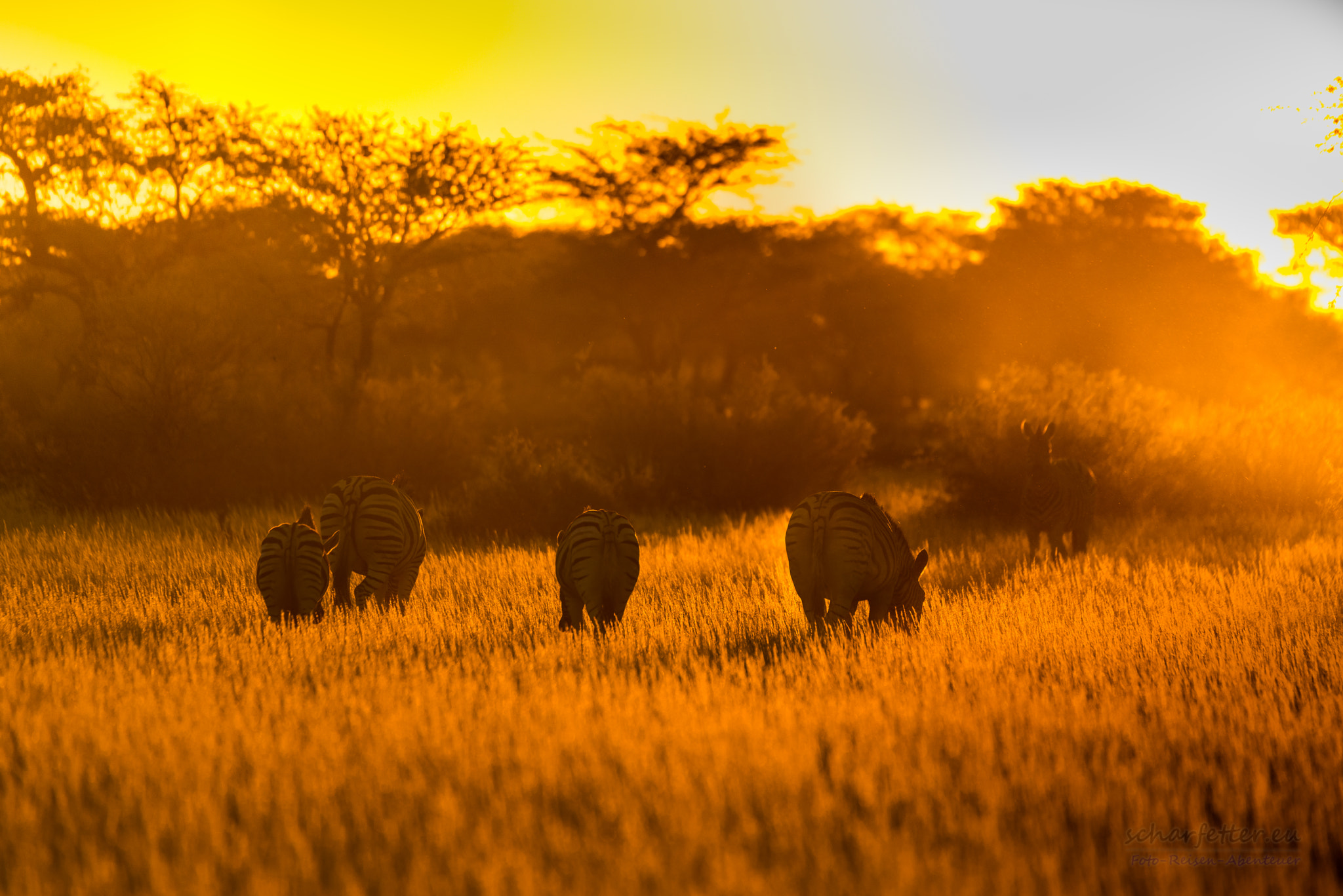 Sigma 50-500mm F4.5-6.3 DG OS HSM sample photo. Zebras photography