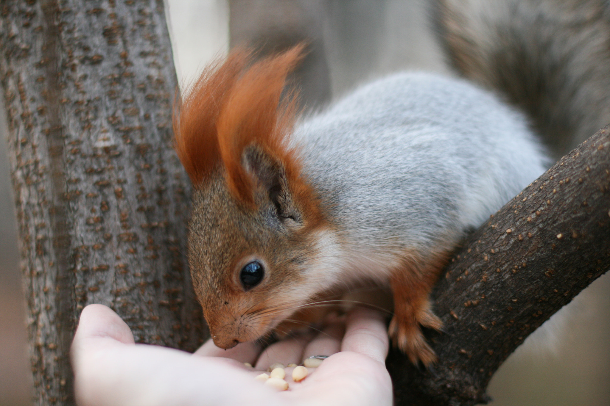 Canon EOS 400D (EOS Digital Rebel XTi / EOS Kiss Digital X) sample photo. Feeding squirrel photography
