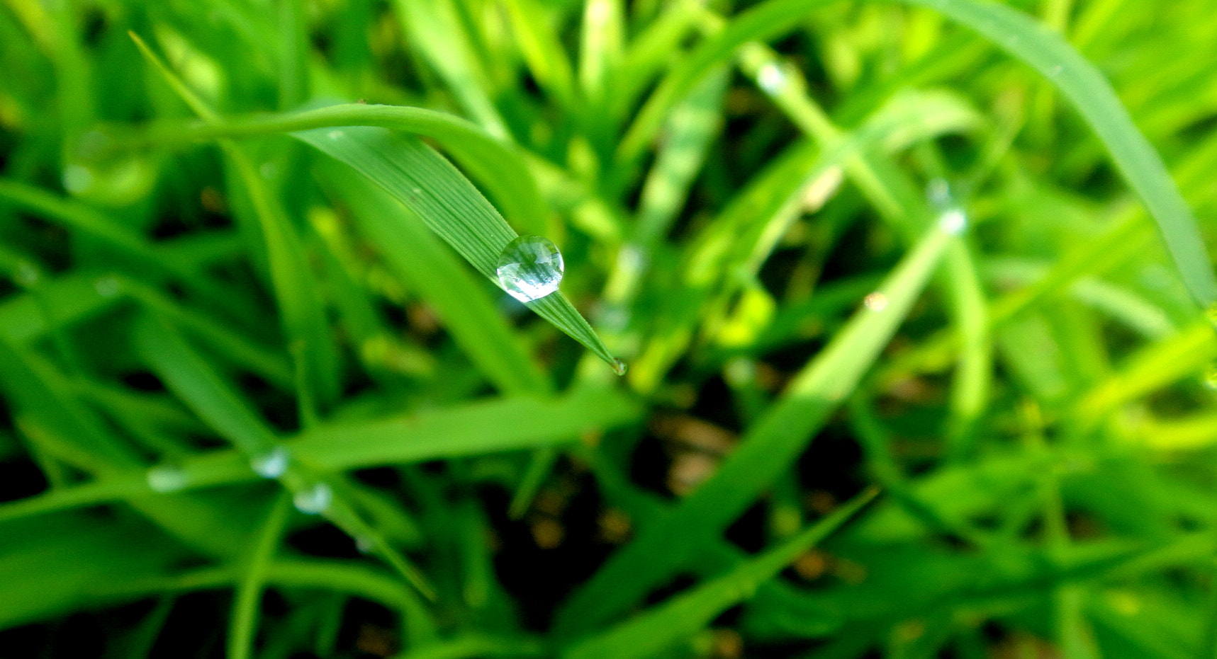 Sony DSC-T99 sample photo. Crystal dew drop photography