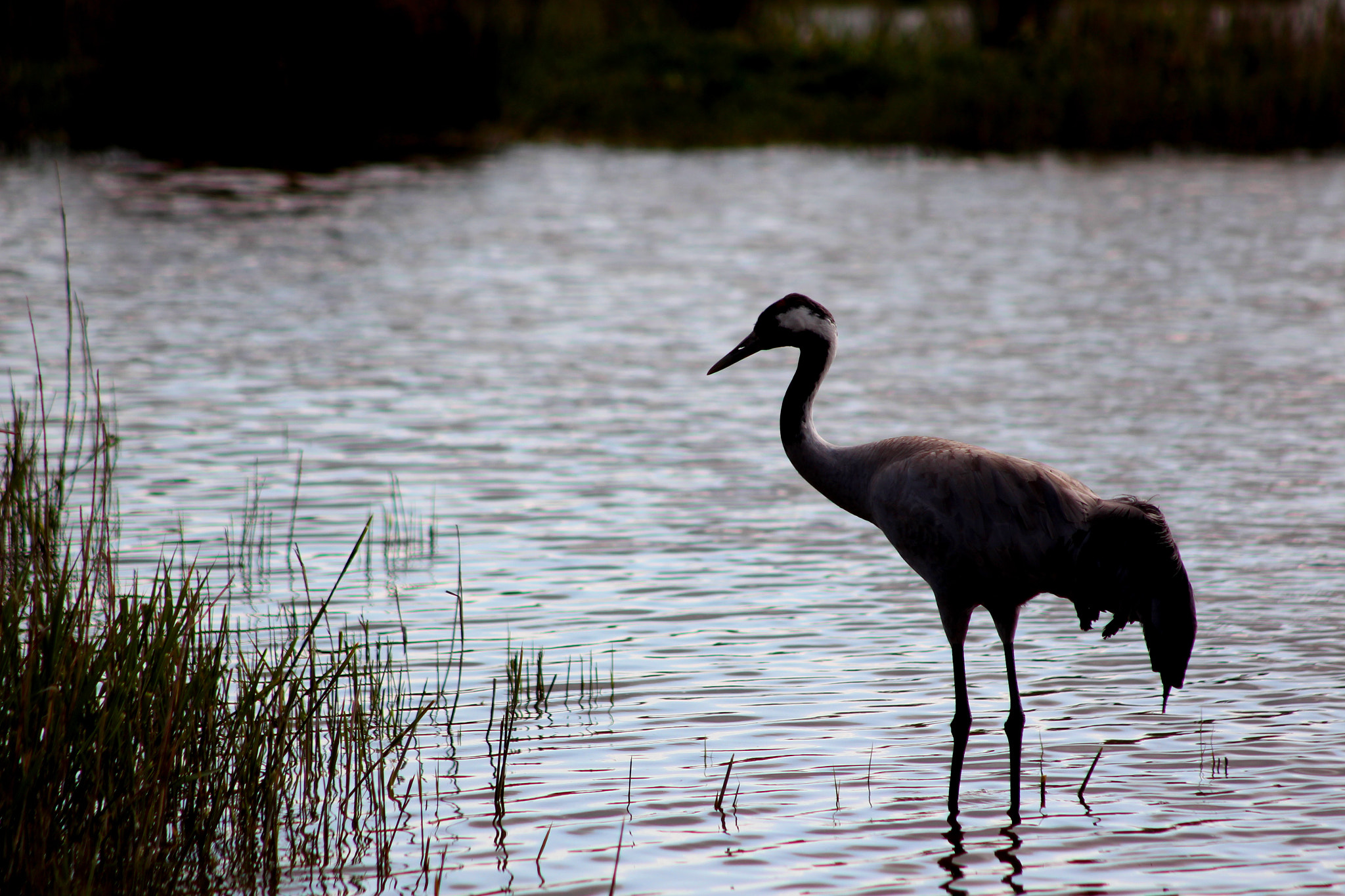 Canon EF 90-300mm F4.5-5.6 sample photo. Héron et rond petit patapon  photography