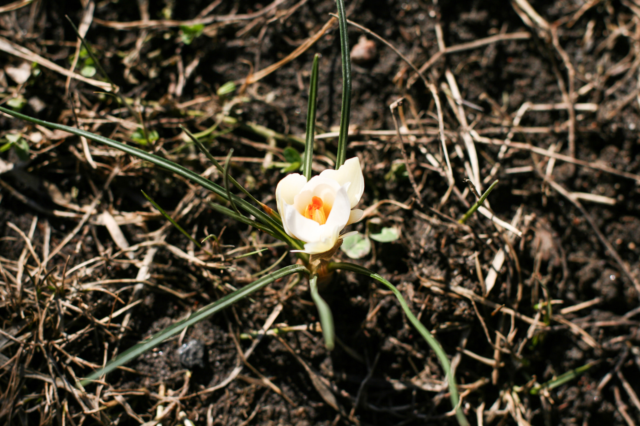 Canon EOS 400D (EOS Digital Rebel XTi / EOS Kiss Digital X) sample photo. Snowdrop photography