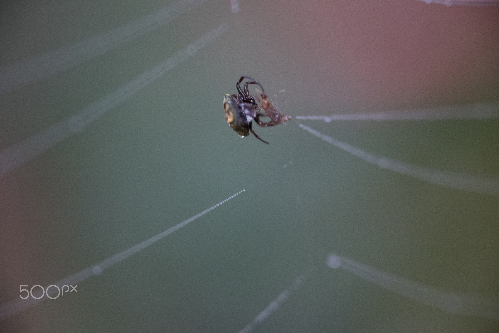Nikon D750 + AF Micro-Nikkor 105mm f/2.8 sample photo. Fjd_1514.jpg photography