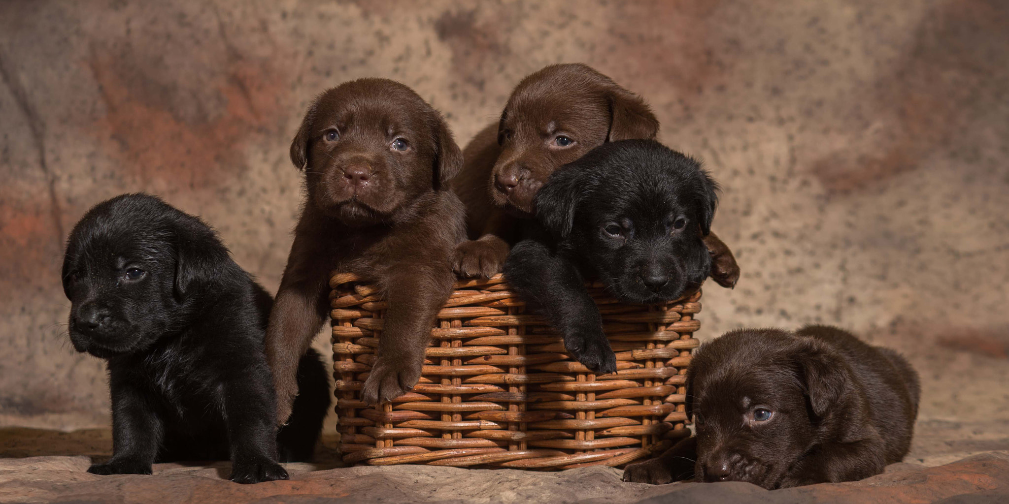 Nikon D4S + AF Zoom-Nikkor 70-210mm f/4 sample photo. Little puppy. photography