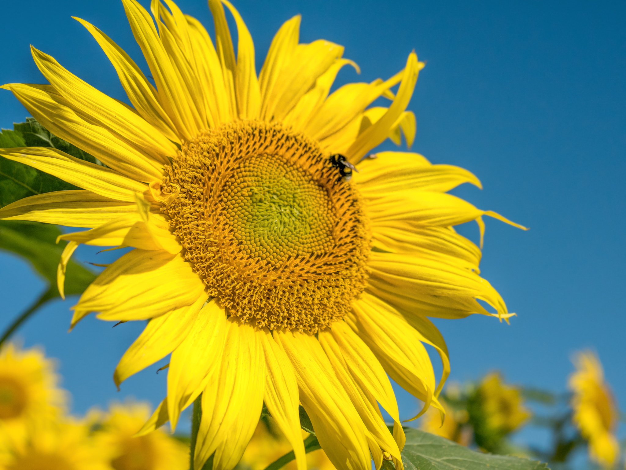 Panasonic Lumix DMC-GM5 + Panasonic Leica DG Summilux 25mm F1.4 II ASPH sample photo. Sunflower photography