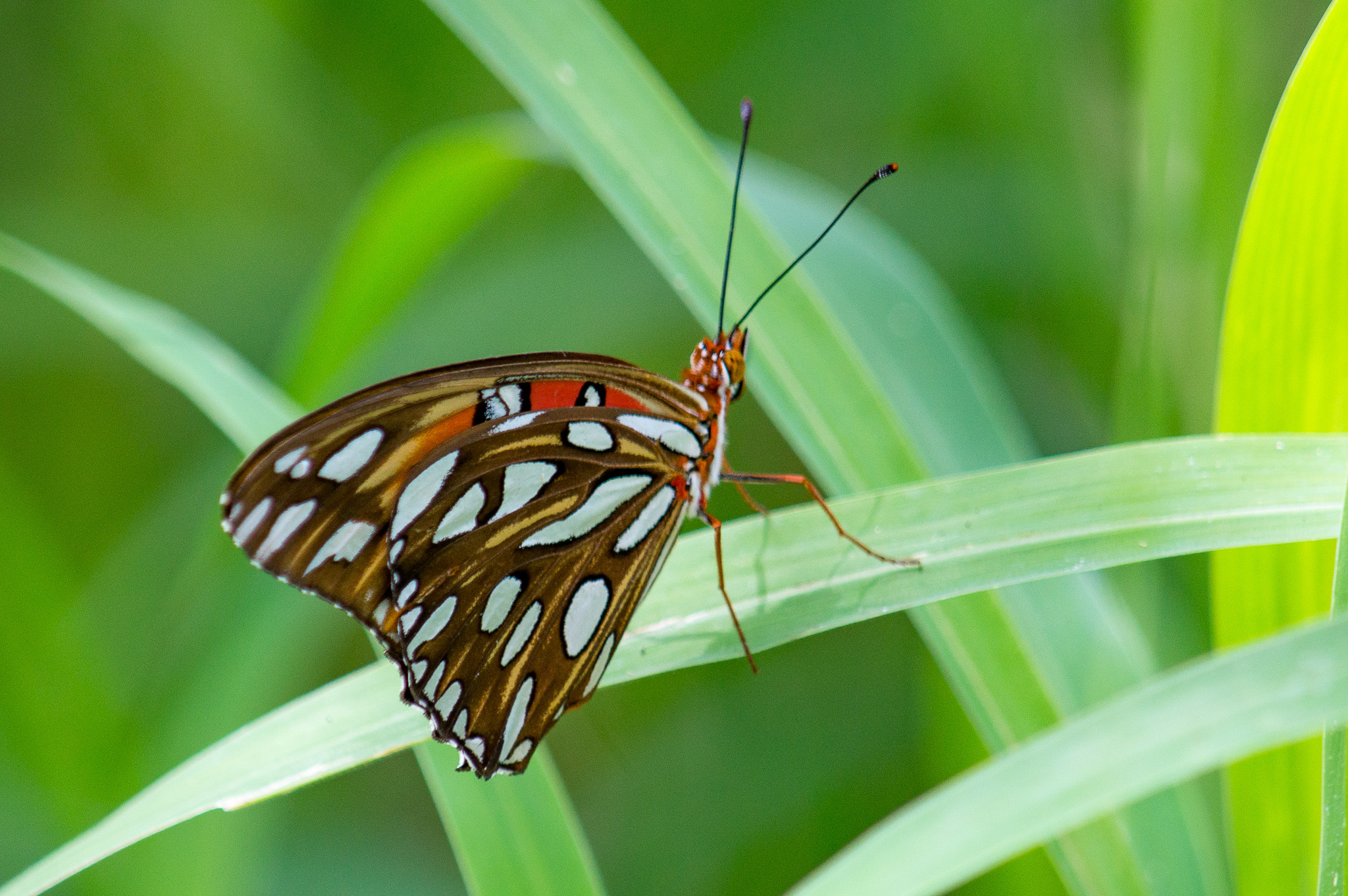 Tamron SP AF 200-500mm F5-6.3 Di LD (IF) sample photo. Gulf fritillary butterfly in tall grass photography