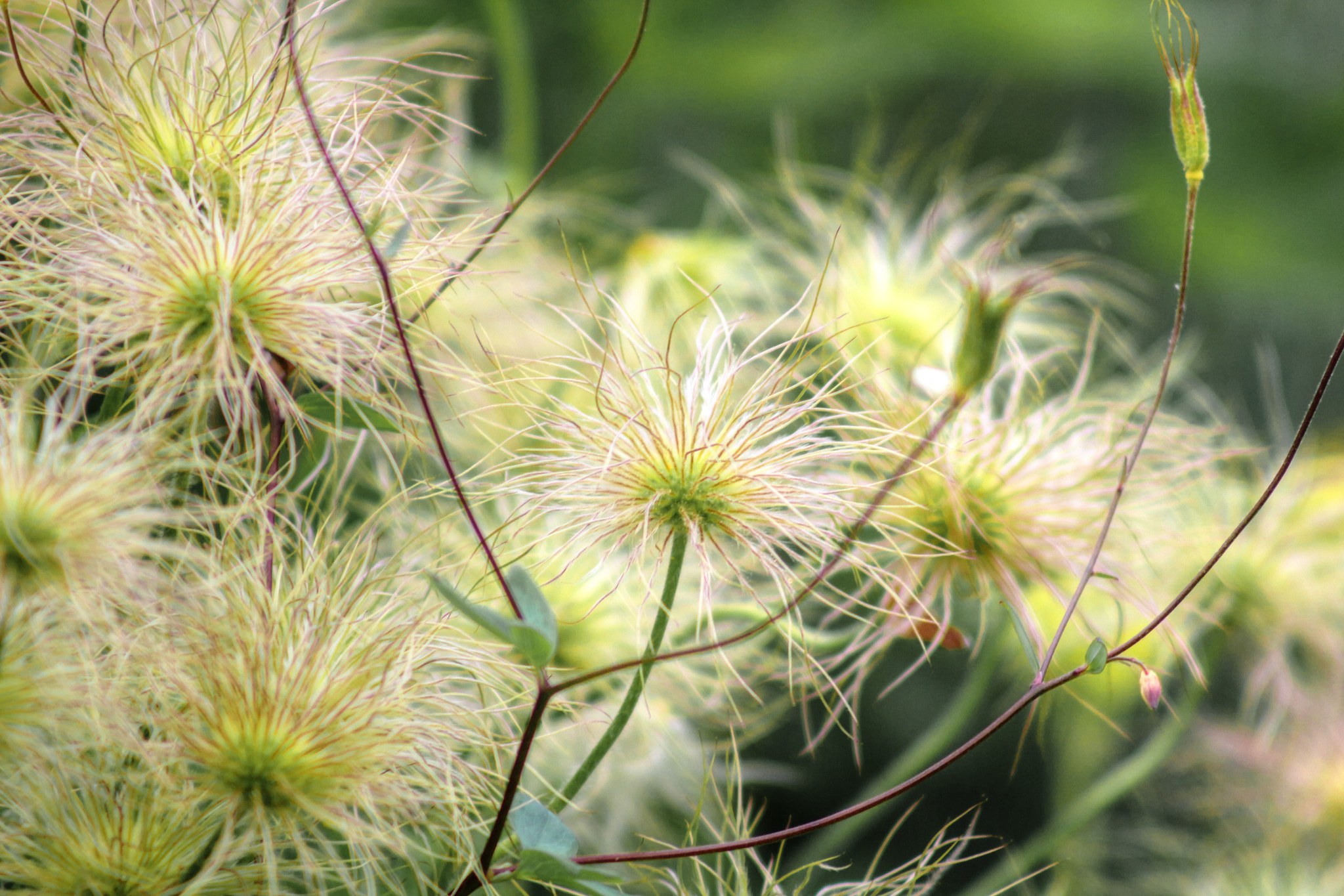 Canon EF 75-300mm f/4-5.6 USM sample photo. Soft photography