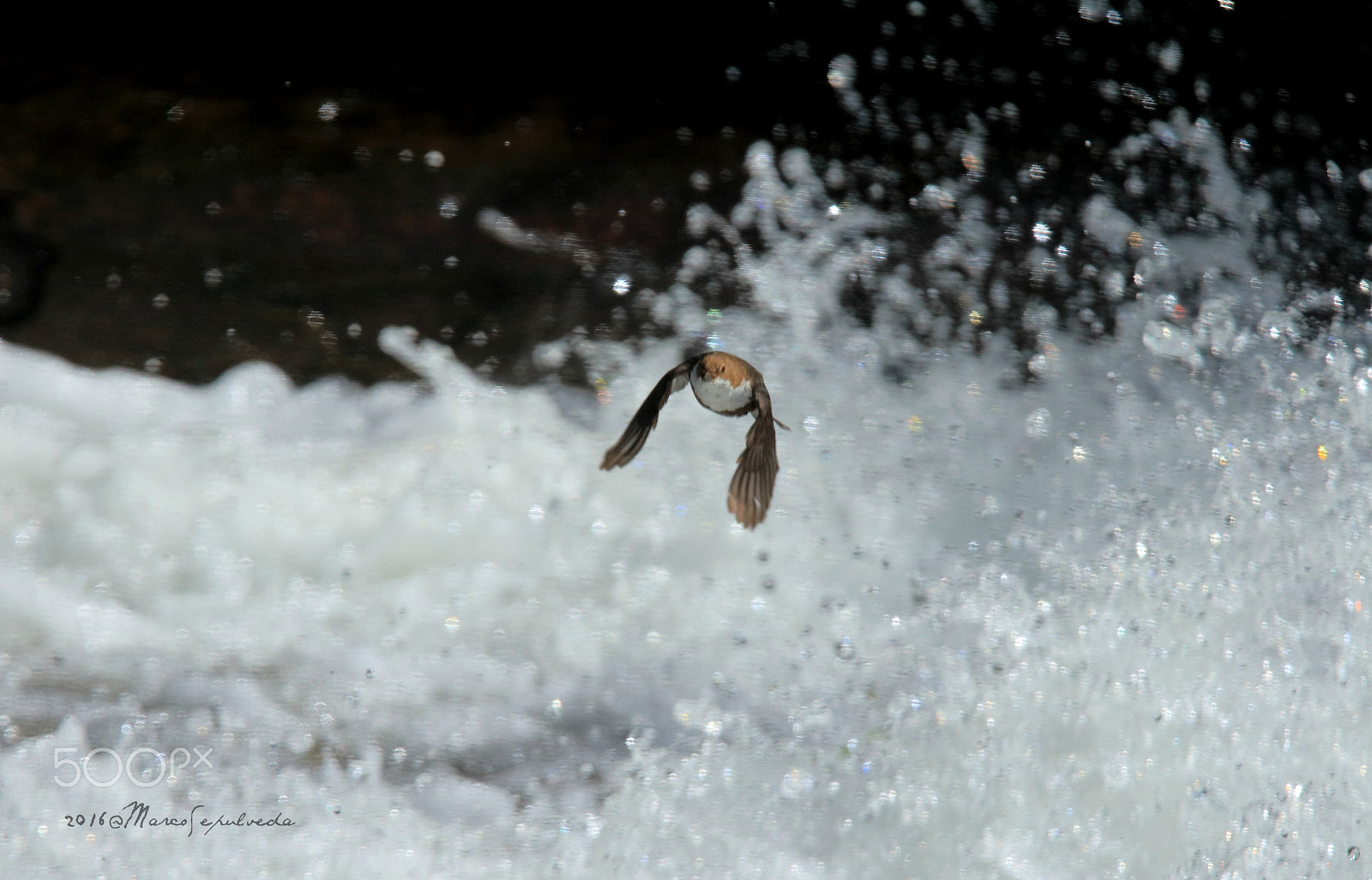Tamron SP 150-600mm F5-6.3 Di VC USD sample photo. Wasseramsel/white-throath dipper photography