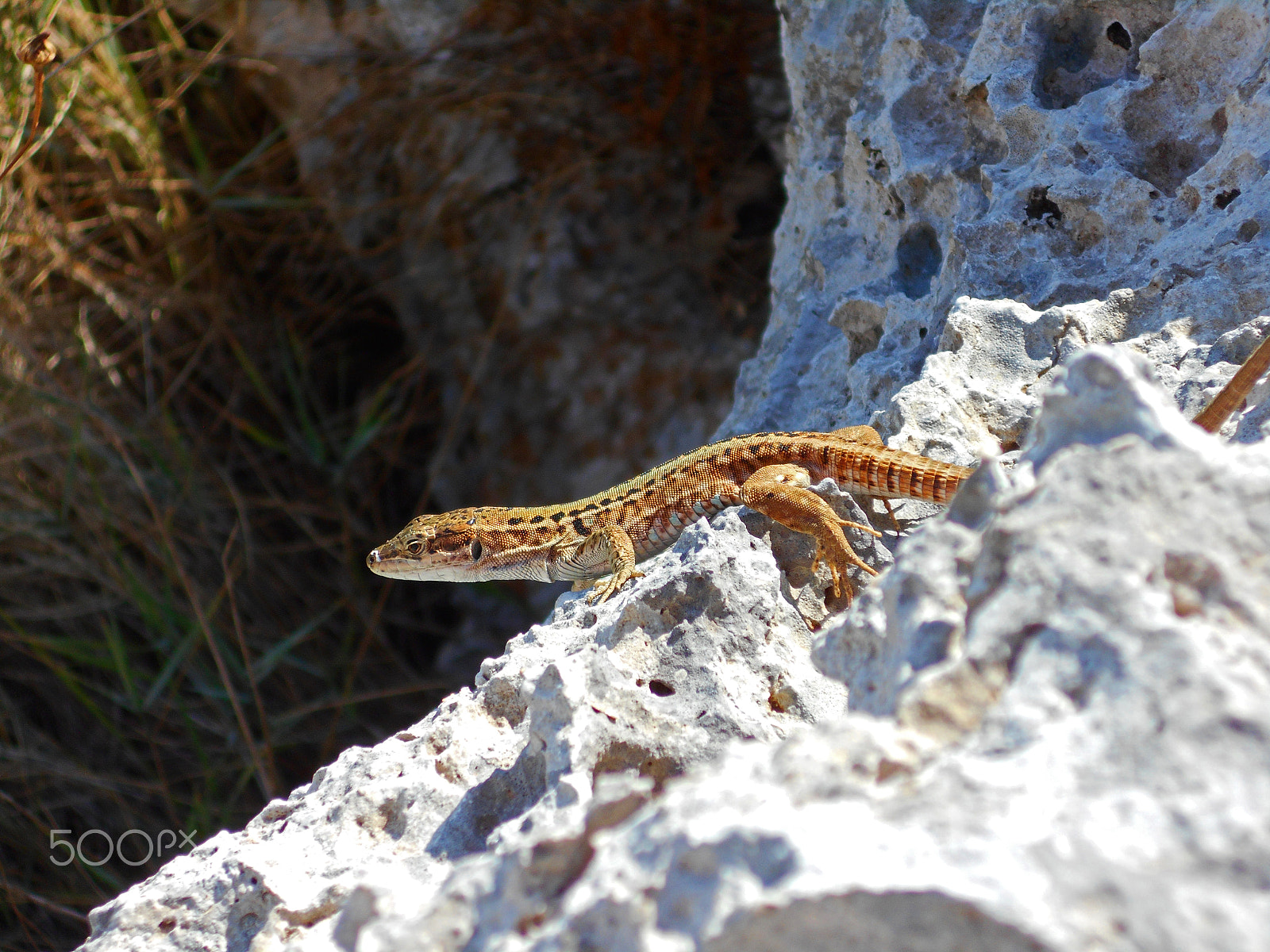 Nikon COOLPIX S2800 sample photo. Lizard photography