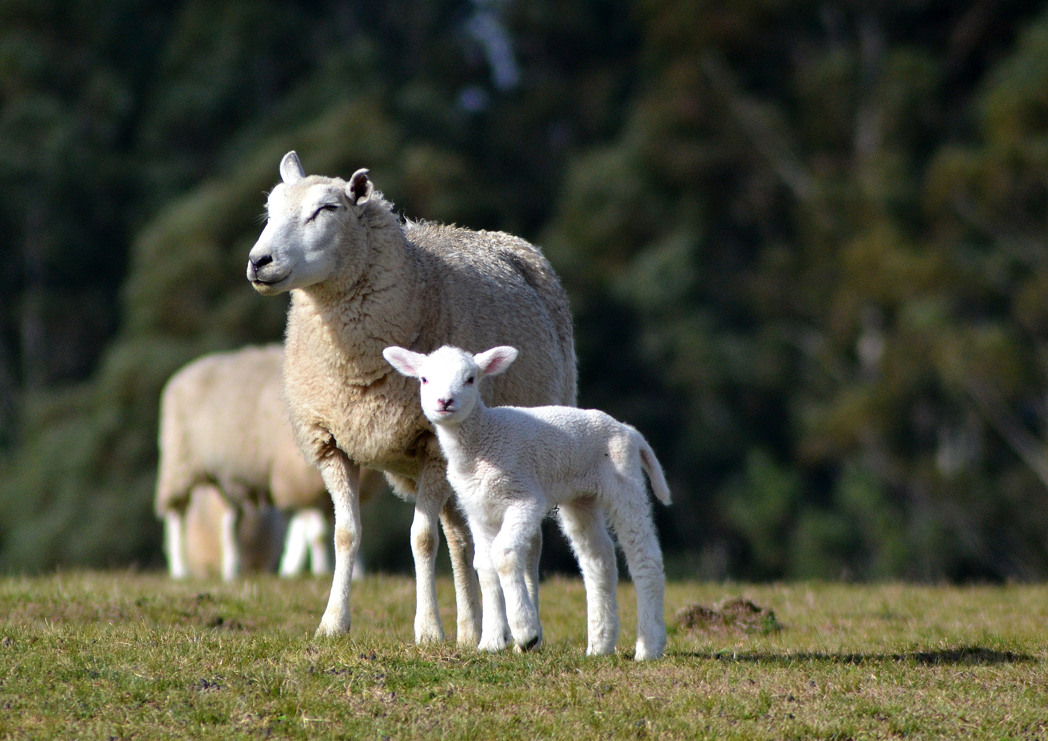Nikon AF Nikkor 70-300mm F4-5.6G sample photo. Mother and baby sheep photography