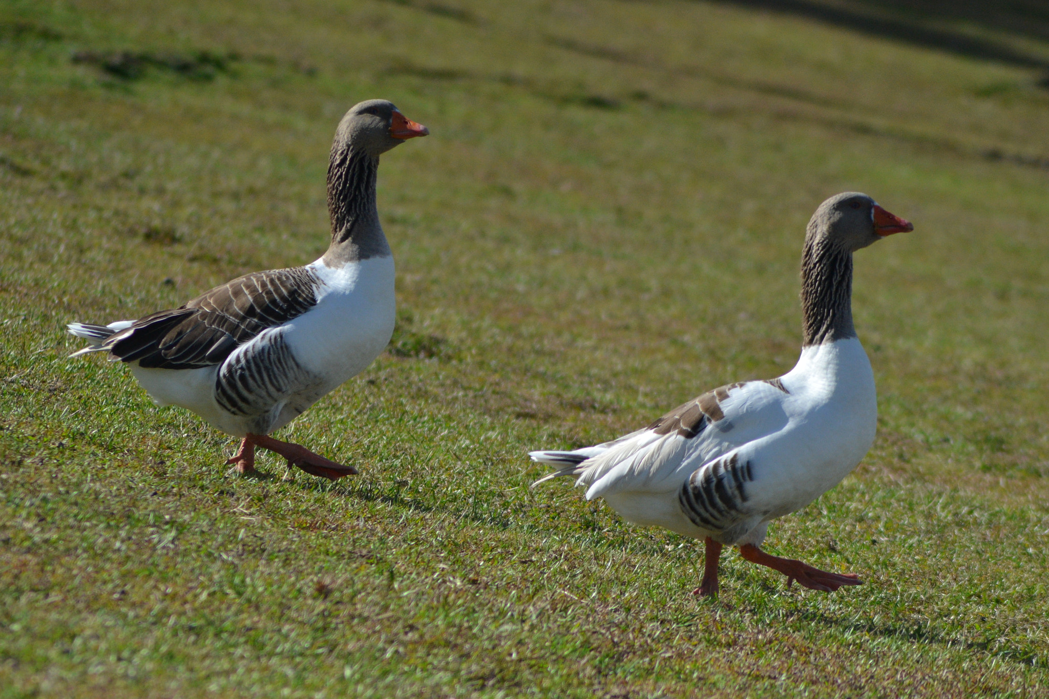 Nikon AF Nikkor 70-300mm F4-5.6G sample photo. Patos marchando photography