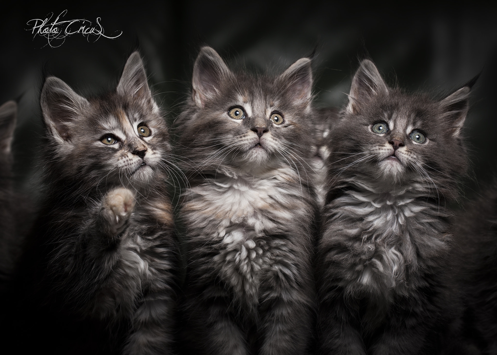 Canon EOS-1Ds Mark III sample photo. Three kings :) photography