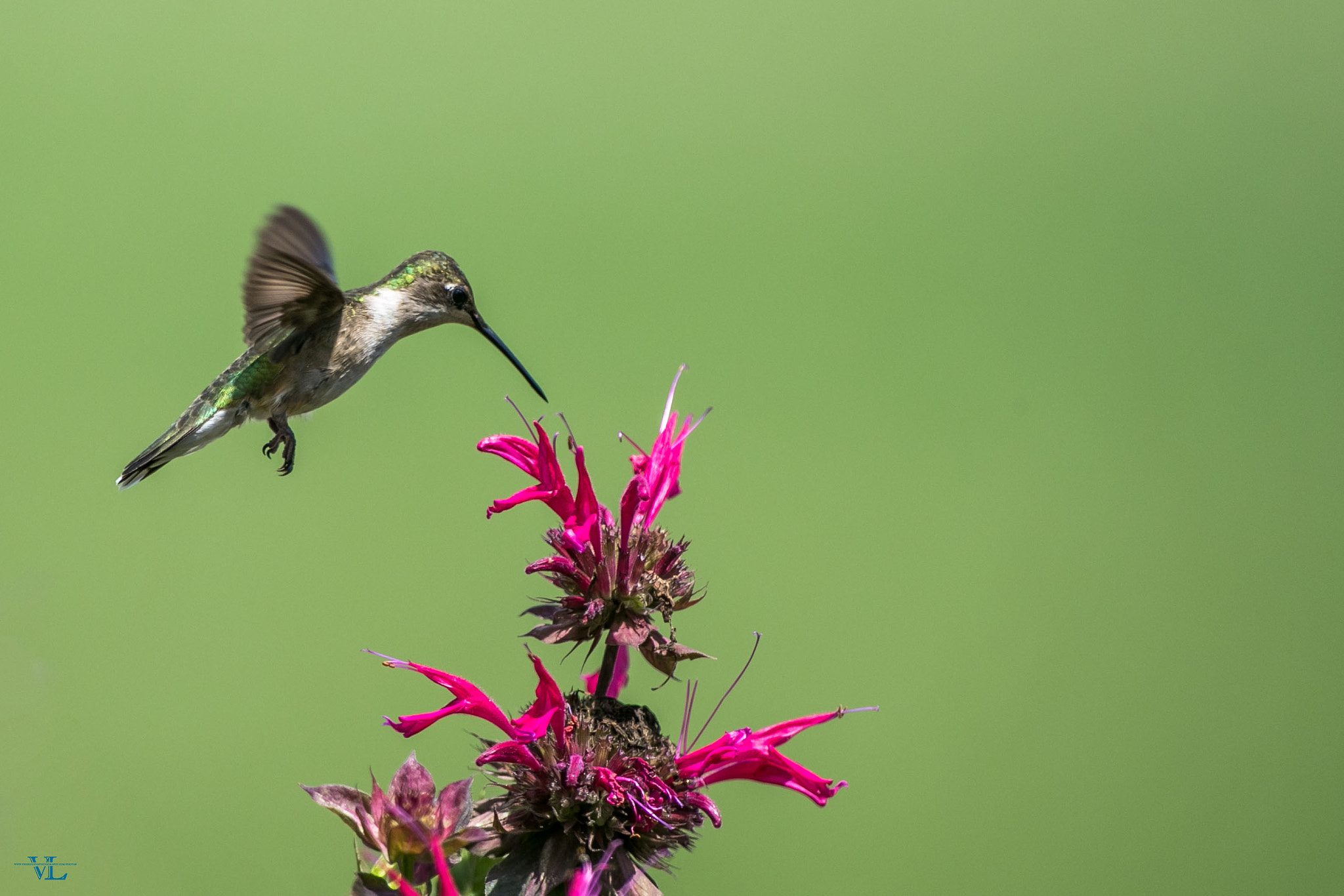 Canon EF 600mm f/4L IS sample photo. Hummingbird photography