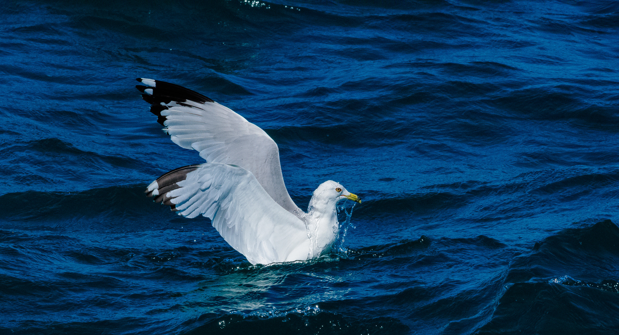 Nikon D500 + Nikon AF-S Nikkor 300mm F4D ED-IF sample photo. Swimming seagull photography