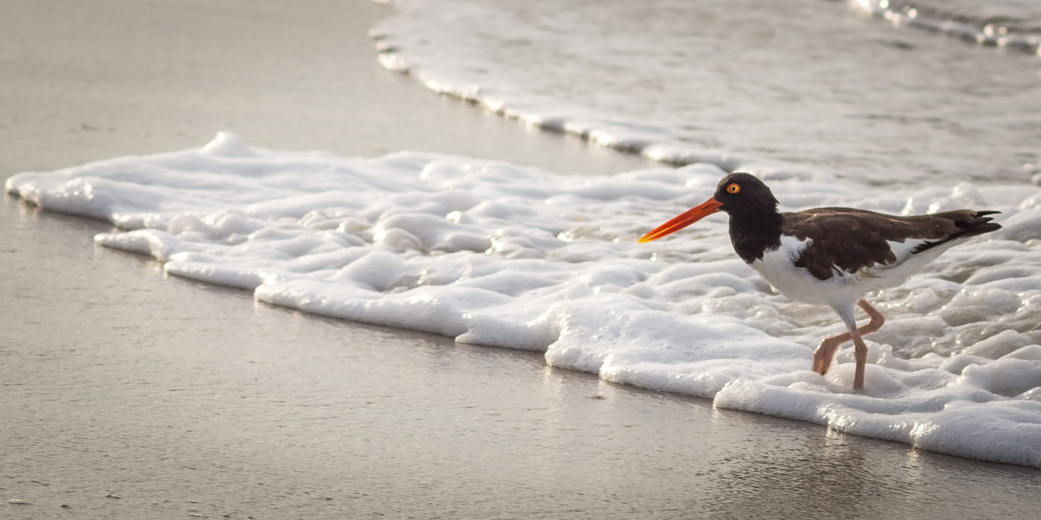 Sony Alpha NEX-7 + Minolta AF 200mm F2.8 APO sample photo. Oystercatcher photography