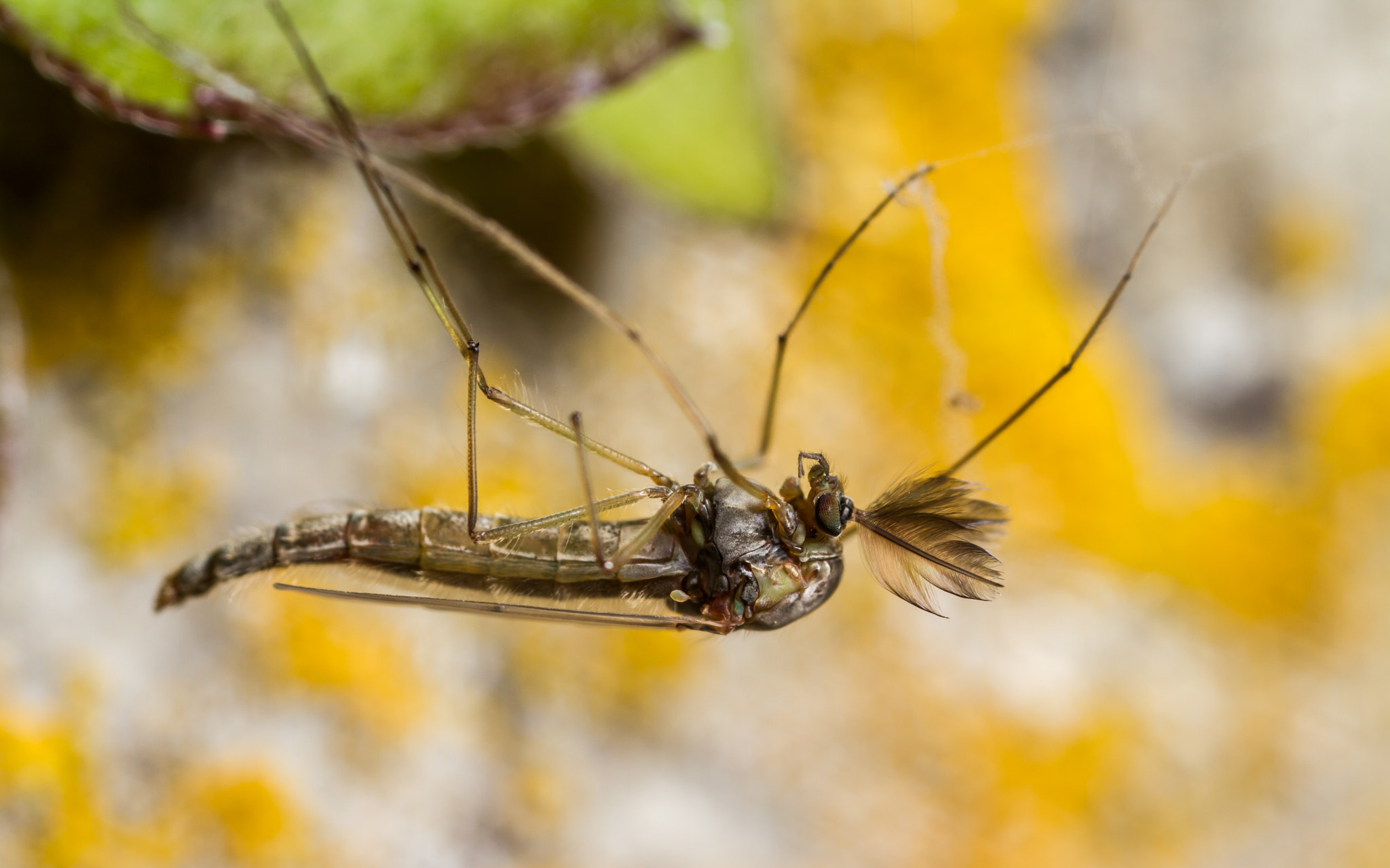 Canon MP-E 65mm F2.5 1-5x Macro Photo sample photo. Non-biting midge (chironomid) ? photography