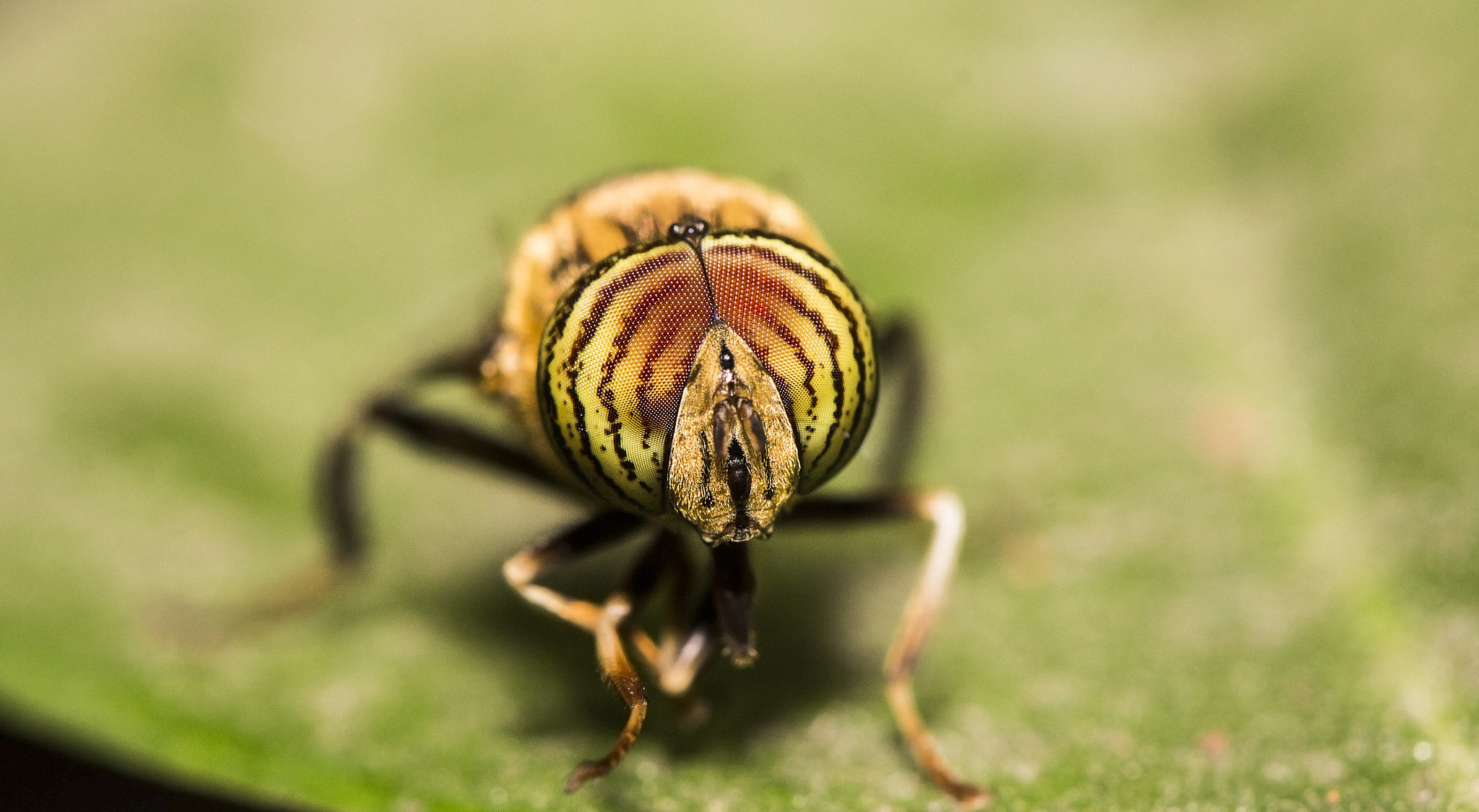 Canon EOS M sample photo. Mosca tigre photography