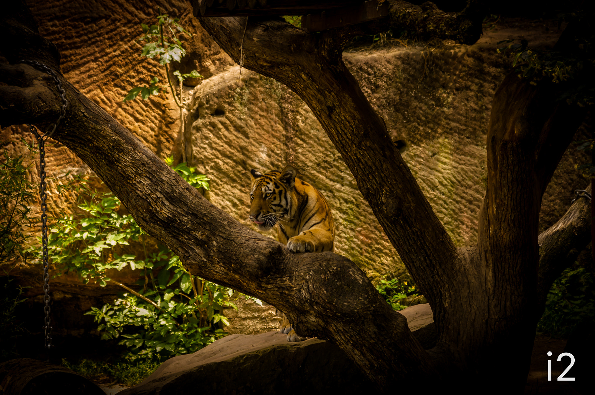 Nikon D300S sample photo. Tiger looking for prey - by sf photography