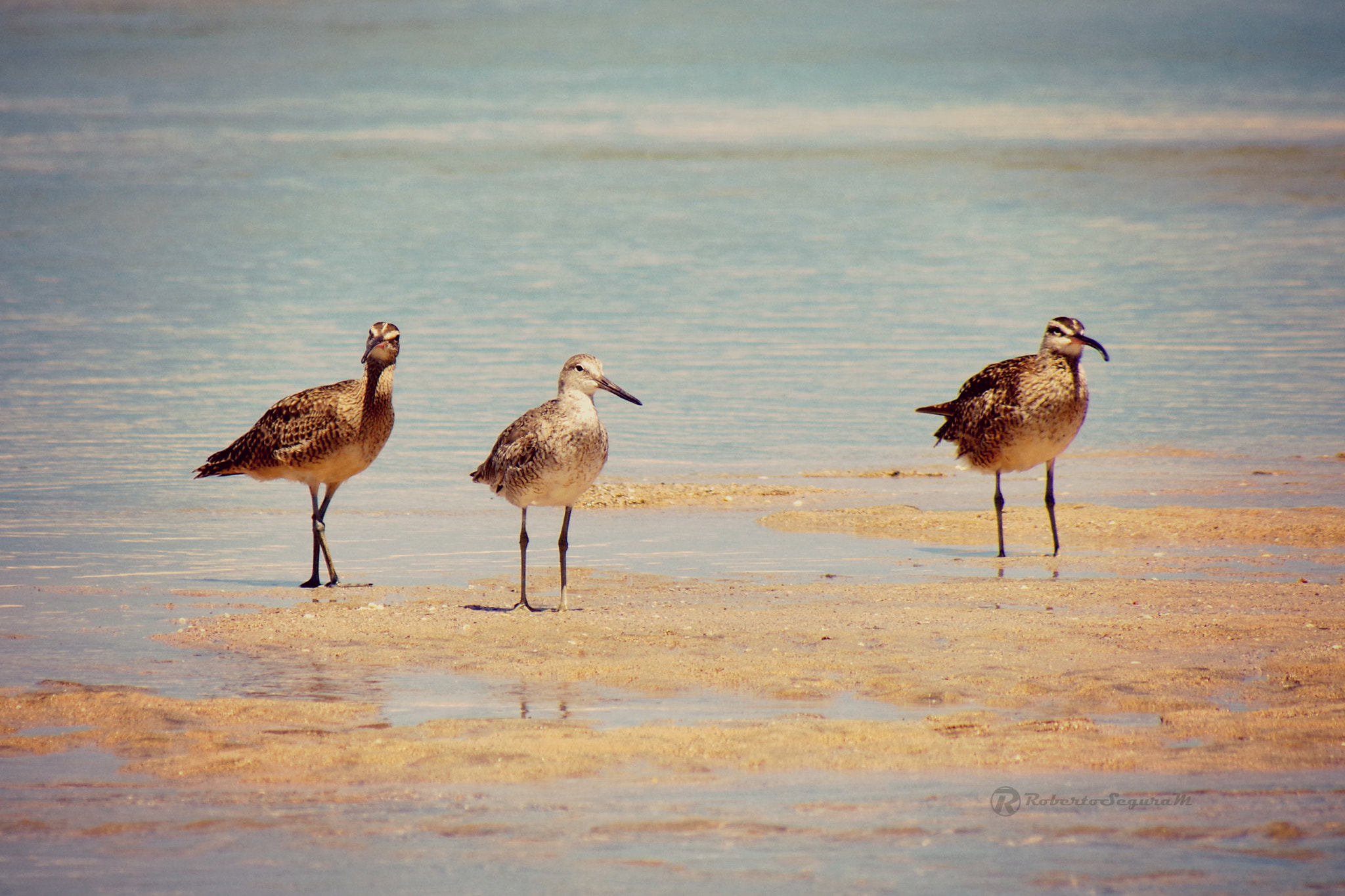smc PENTAX-FA 80-320mm F4.5-5.6 sample photo. Whimbrels photography