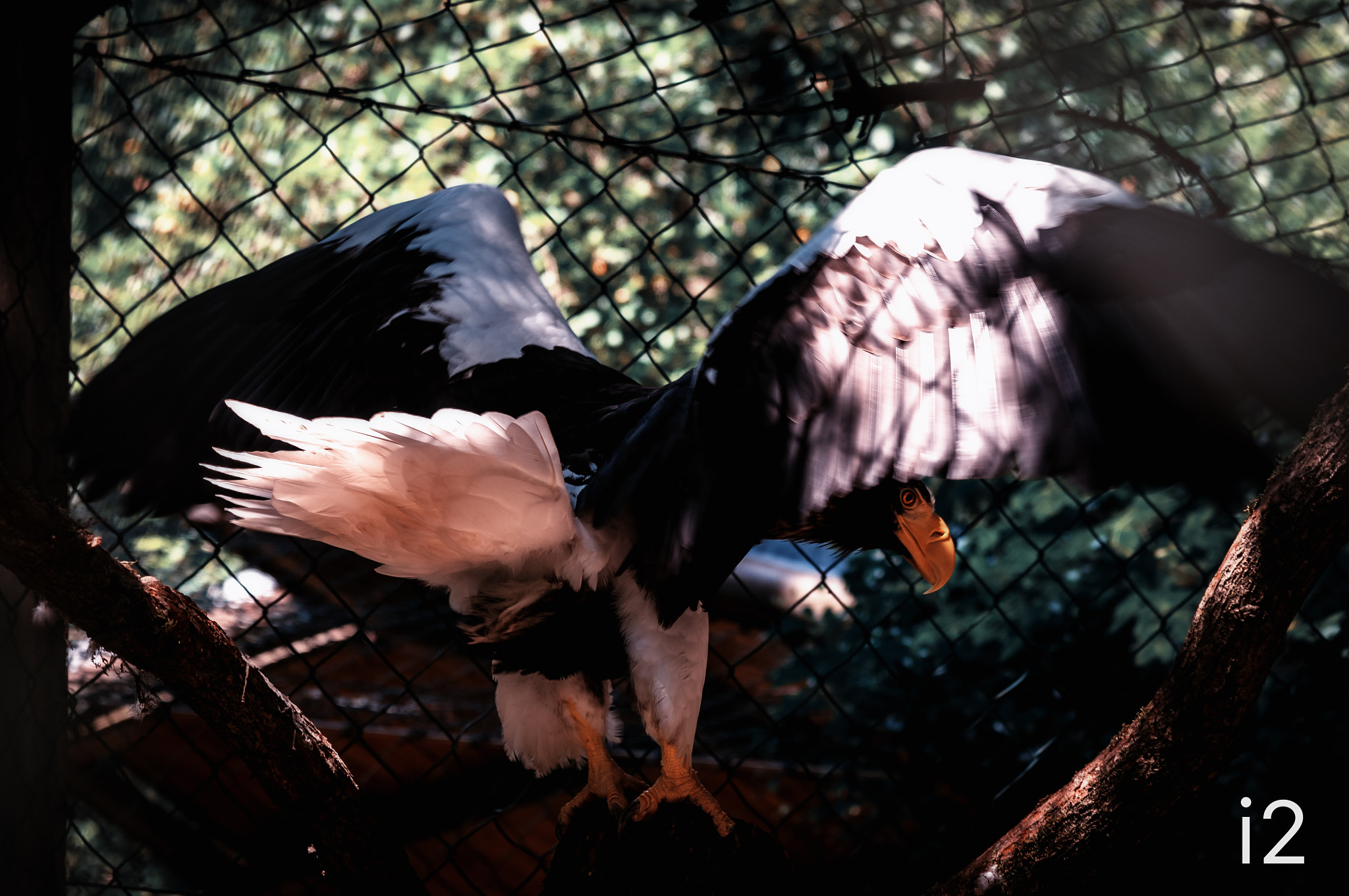 Nikon D300S + Nikon AF-S Nikkor 24-120mm F4G ED VR sample photo. Eagle spreading its wings - by sf photography
