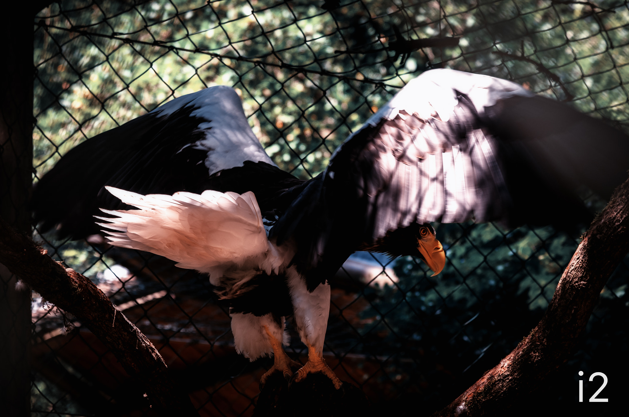Nikon D300S sample photo. Eagle spreading its wings - by sf photography