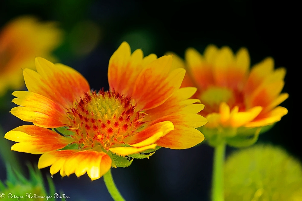 Canon EOS 100D (EOS Rebel SL1 / EOS Kiss X7) sample photo. The yellow and orange one photography