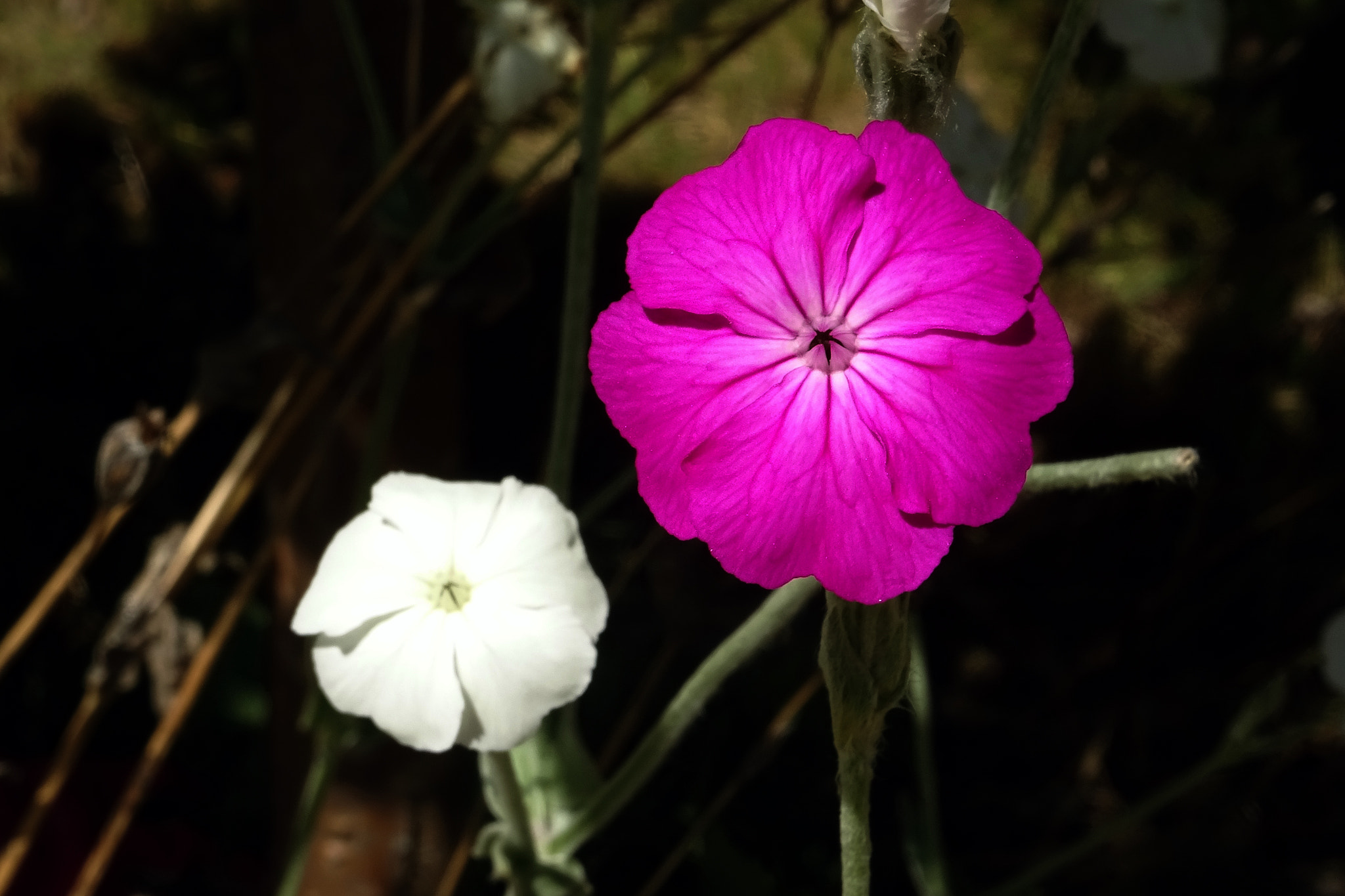 Sony Cyber-shot DSC-HX90V + Sony 24-720mm F3.5-6.4 sample photo. Silene coronaria photography