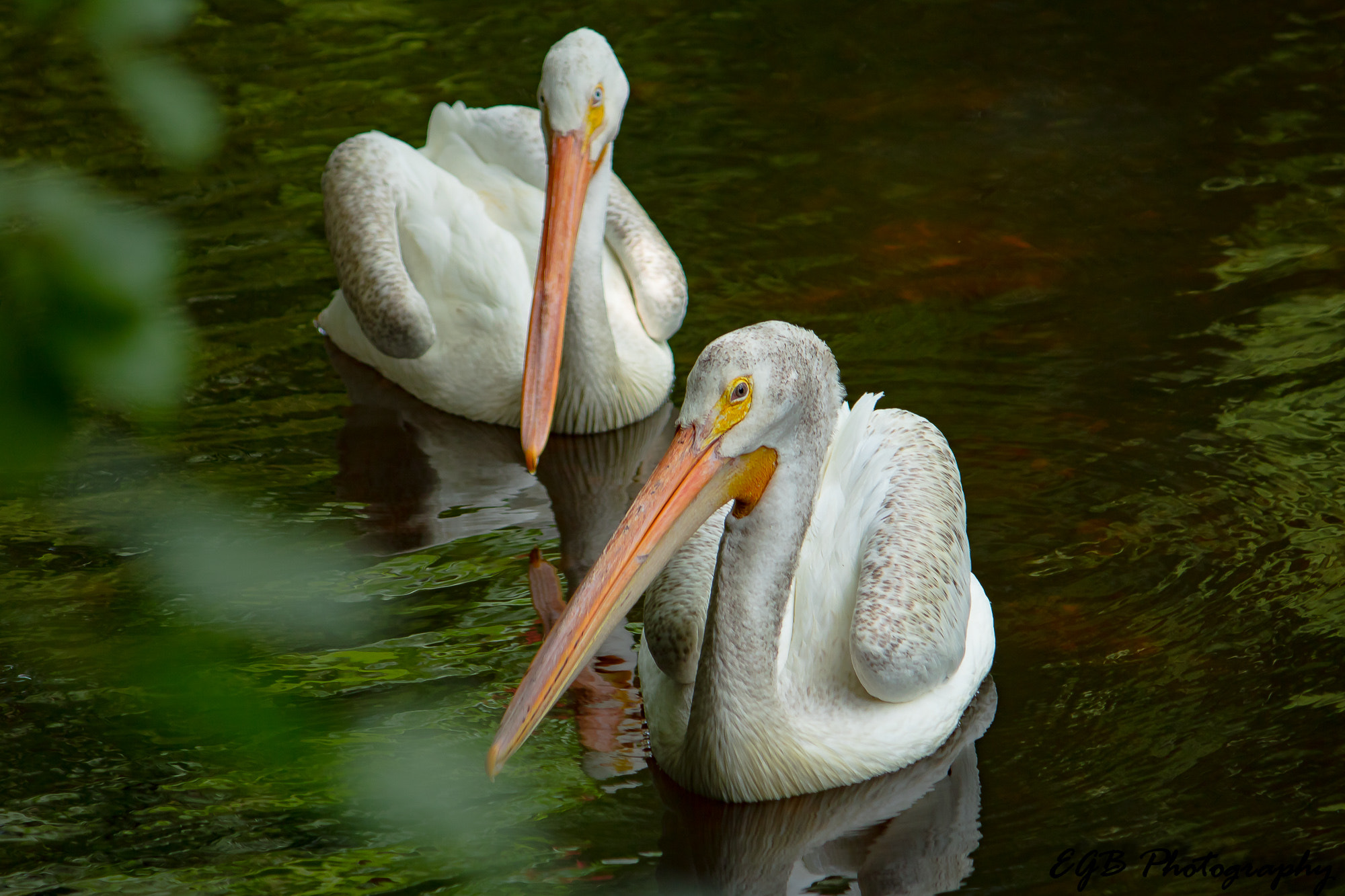 Canon EF-S 55-250mm F4-5.6 IS sample photo. Birds of a feather photography
