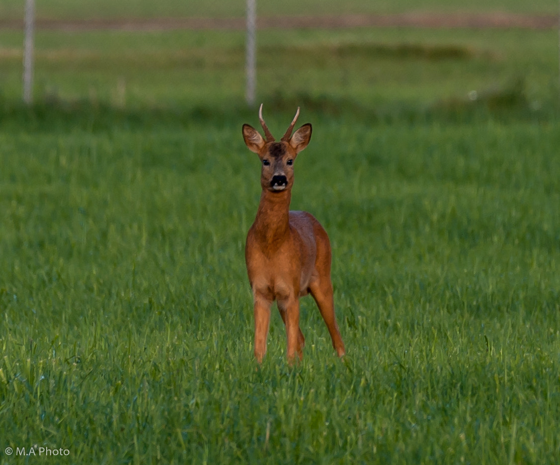 Nikon D3 + Sigma 150-600mm F5-6.3 DG OS HSM | C sample photo. Roe deer (buck) photography