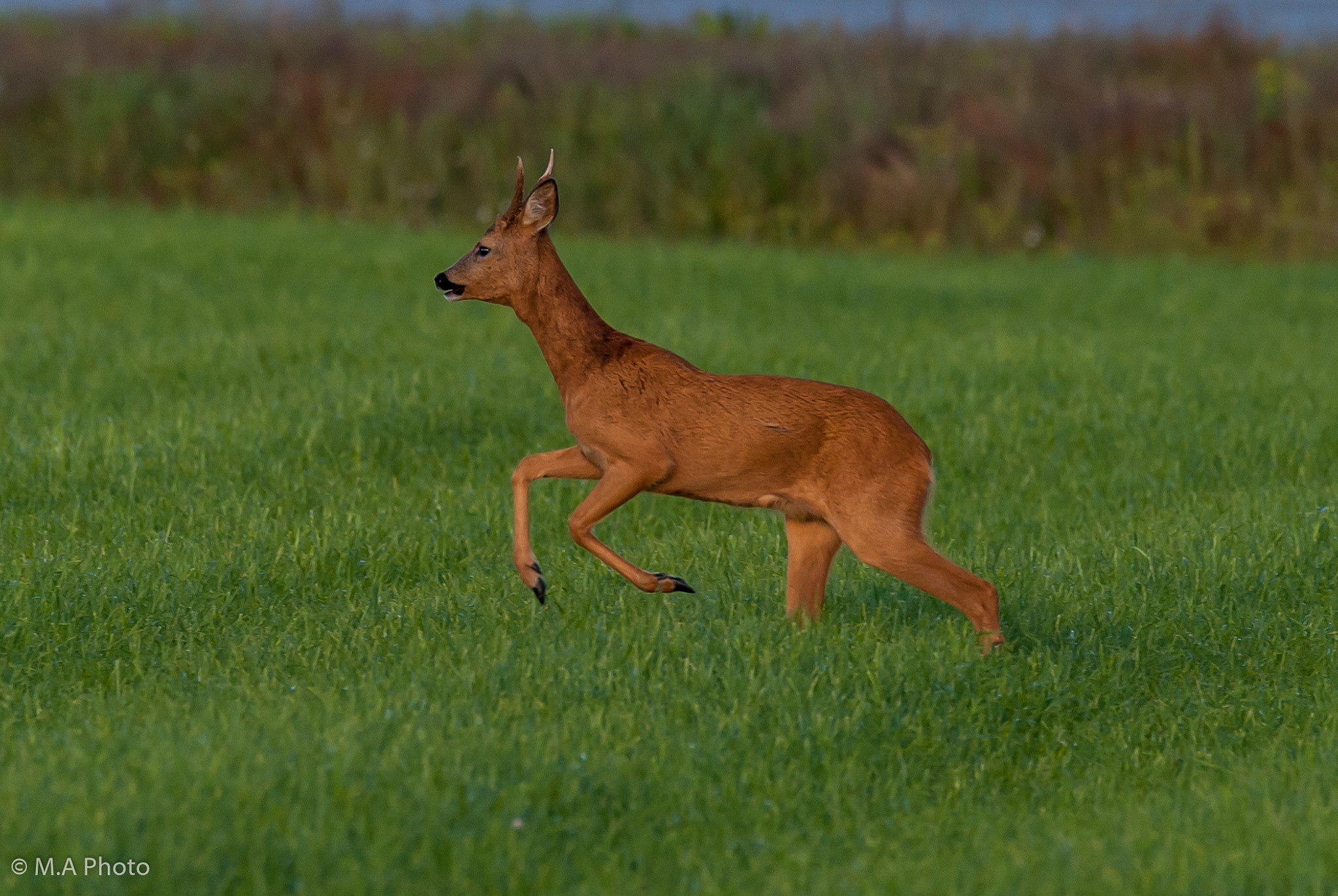 Nikon D3 + Sigma 150-600mm F5-6.3 DG OS HSM | C sample photo. Roe deer (buck) photography