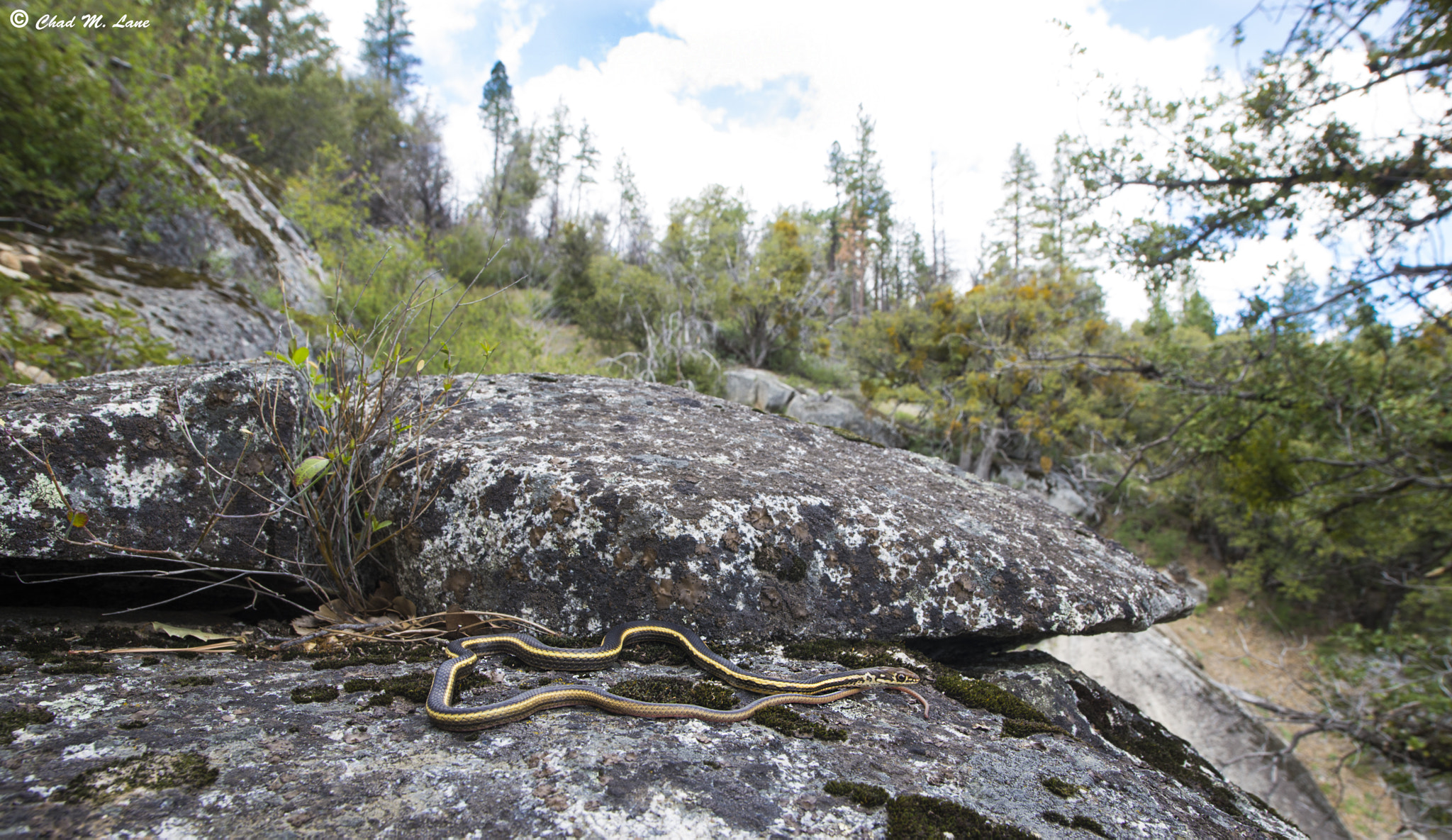 Nikon D610 sample photo. Chaparral whipsnake (coluber lateralis lateralis) photography