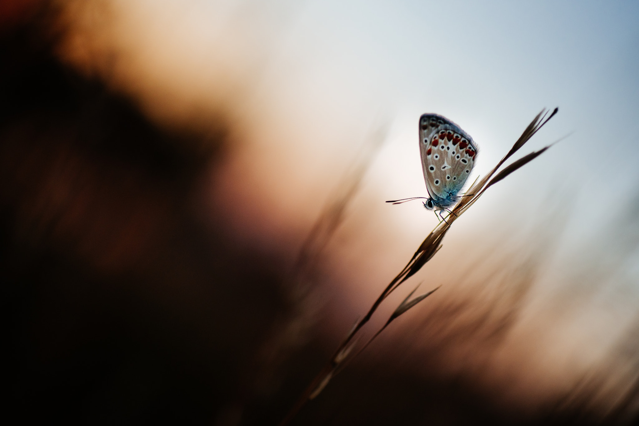 Nikon D750 + AF Micro-Nikkor 60mm f/2.8 sample photo. Sunset butterfly i photography