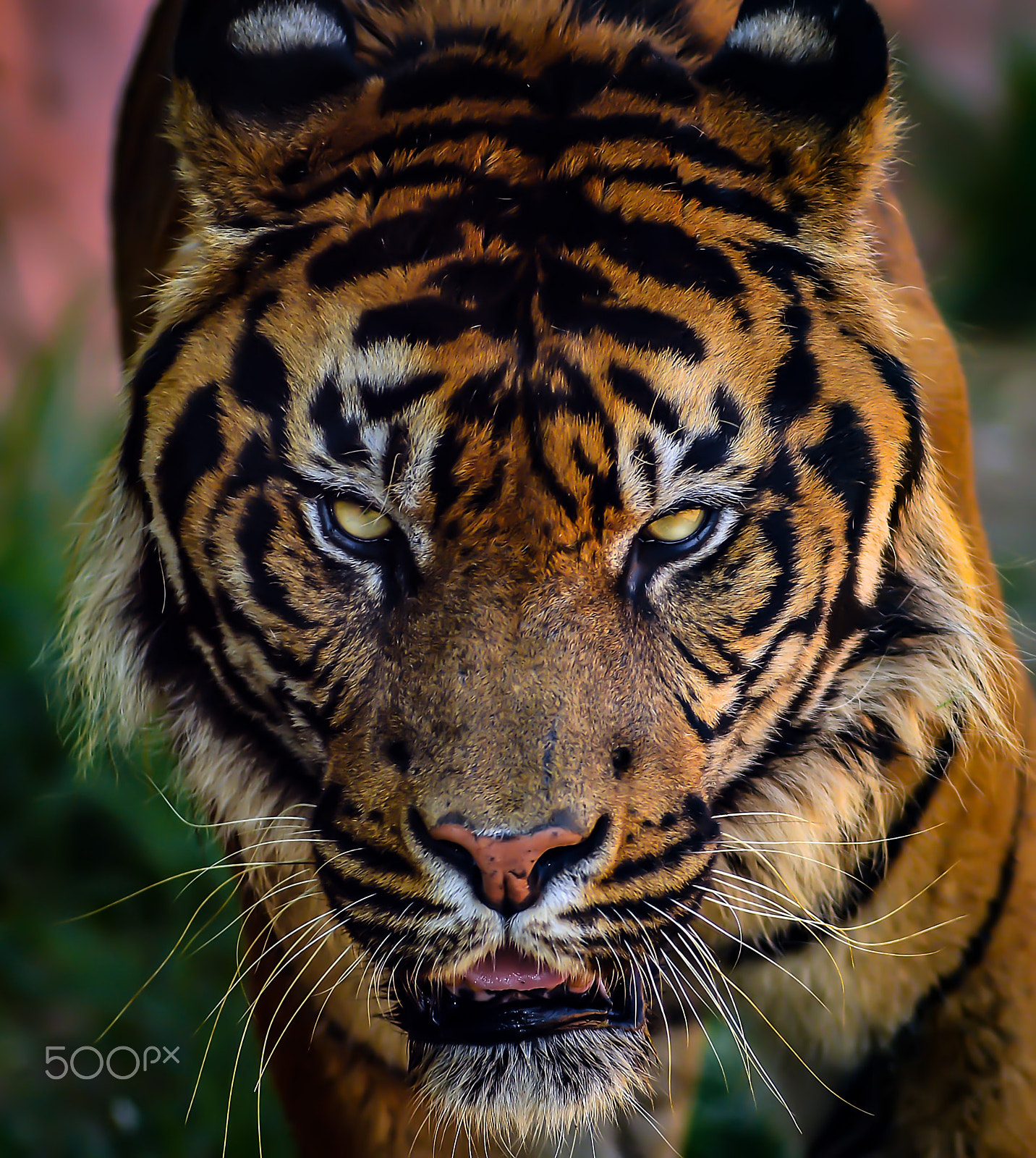 Nikon D800 + AF Nikkor 180mm f/2.8 IF-ED sample photo. Sumatran tiger photography