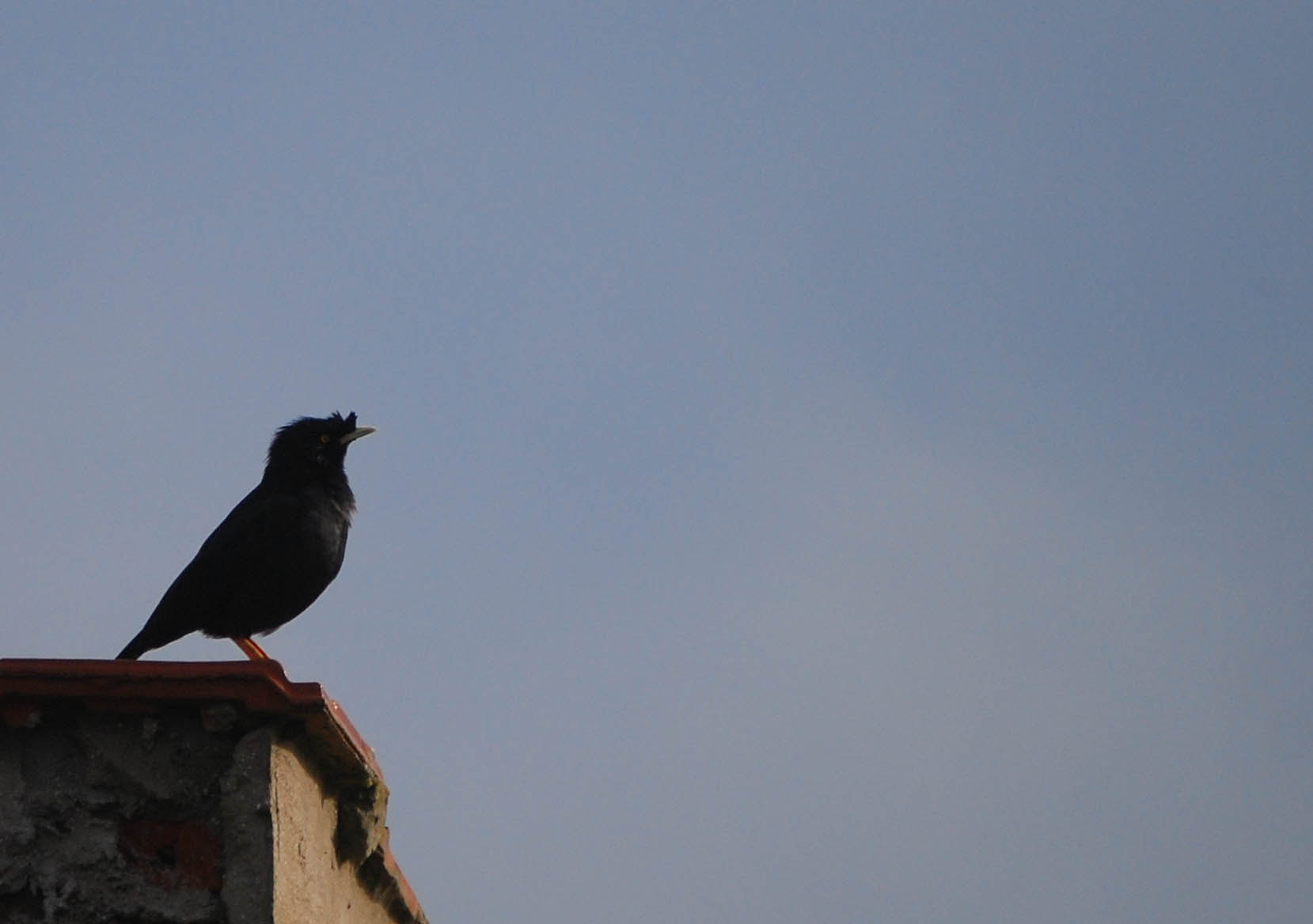 Nikon D80 sample photo. Black bird photography