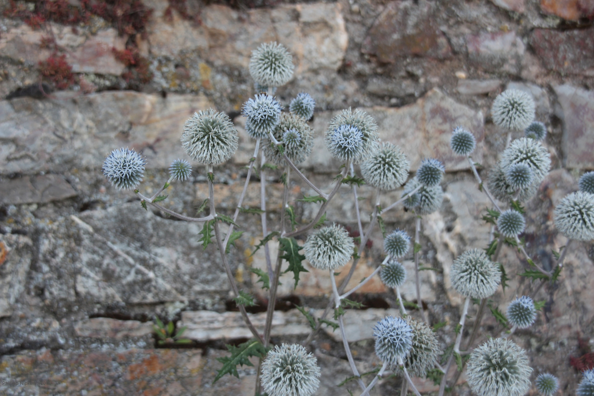 Sigma 18-200mm f/3.5-6.3 DC OS sample photo. Thistle in the vineyard photography
