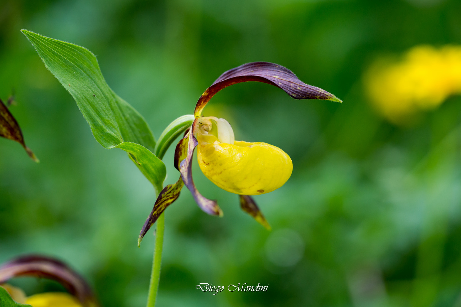 Sigma 150mm F2.8 EX DG Macro HSM sample photo. Scarpetta photography