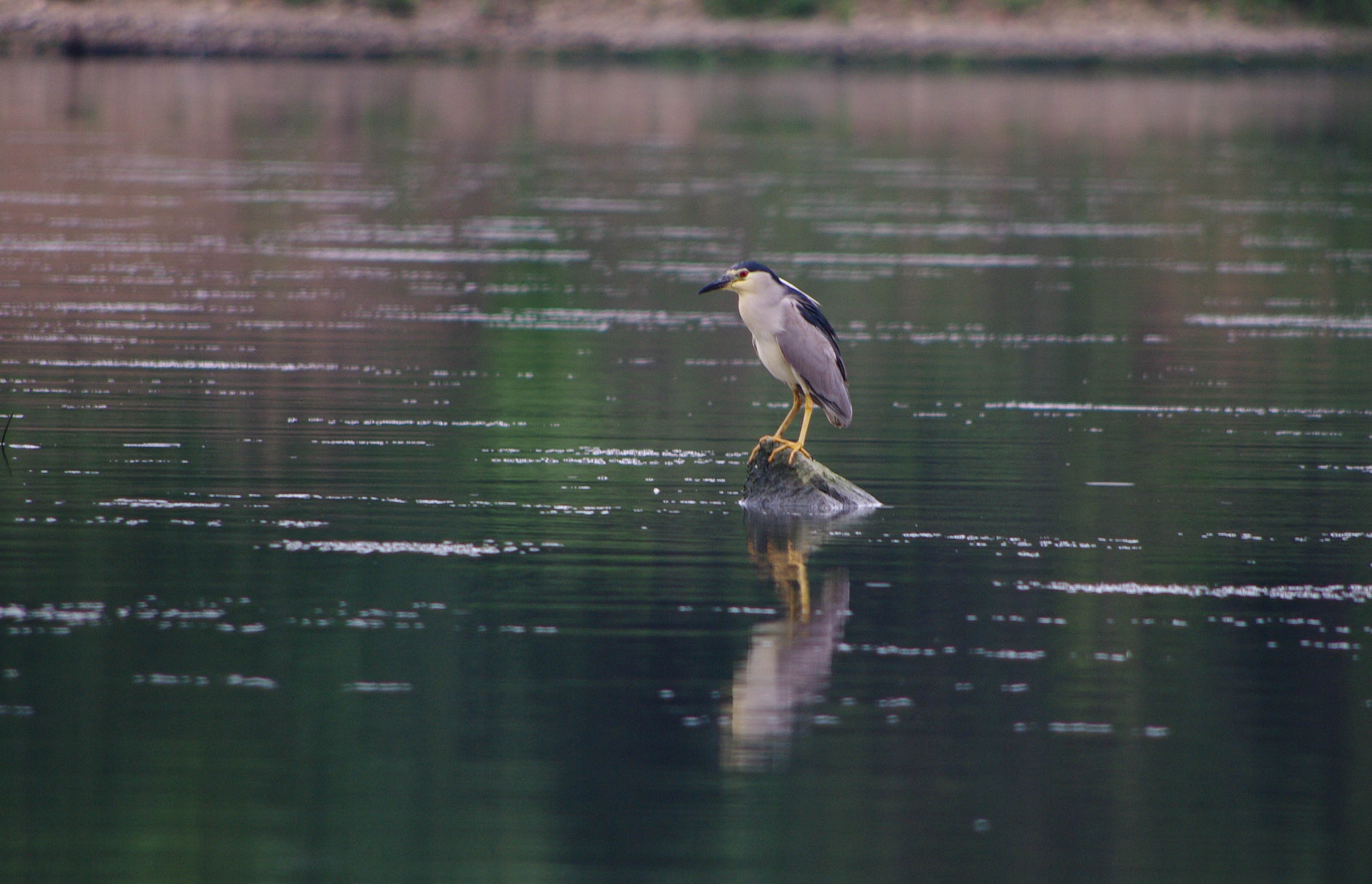 smc PENTAX-DA L 55-300mm F4-5.8 ED sample photo