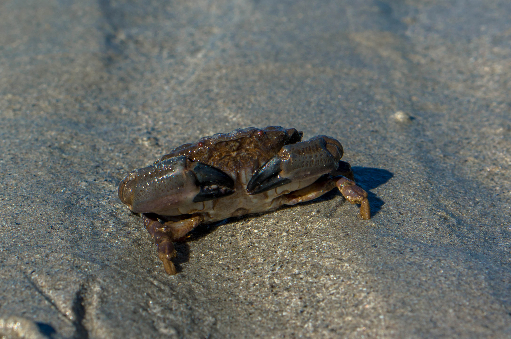 Sony Alpha NEX-5R + E 50mm F1.8 OSS sample photo. A shy crab photography