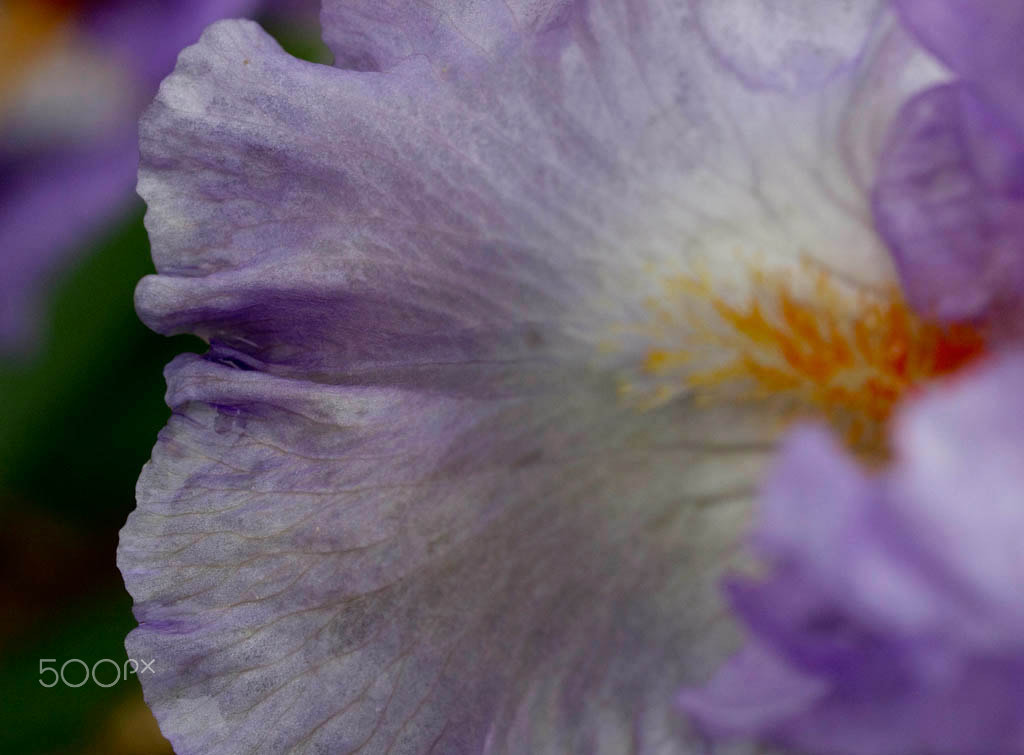 Olympus E-5 + OLYMPUS 50mm Lens sample photo. Iris - 6 photography