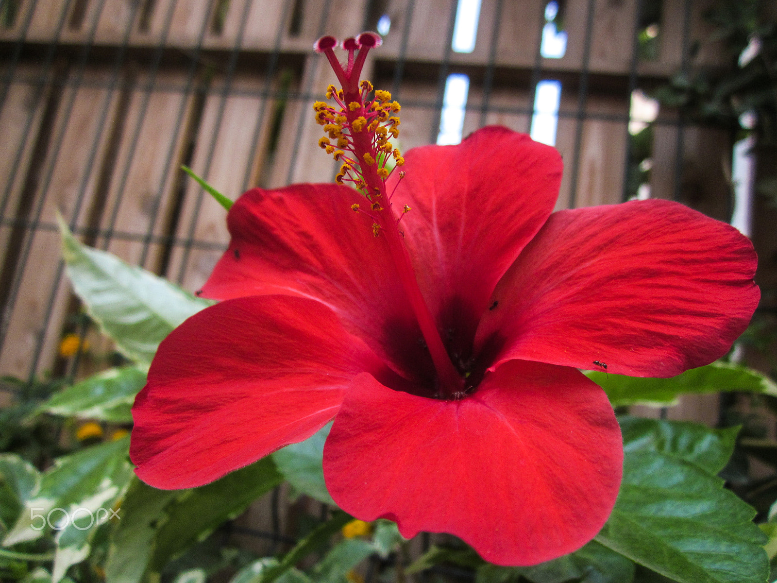 Canon PowerShot A1200 sample photo. Looking up at hibiscus photography