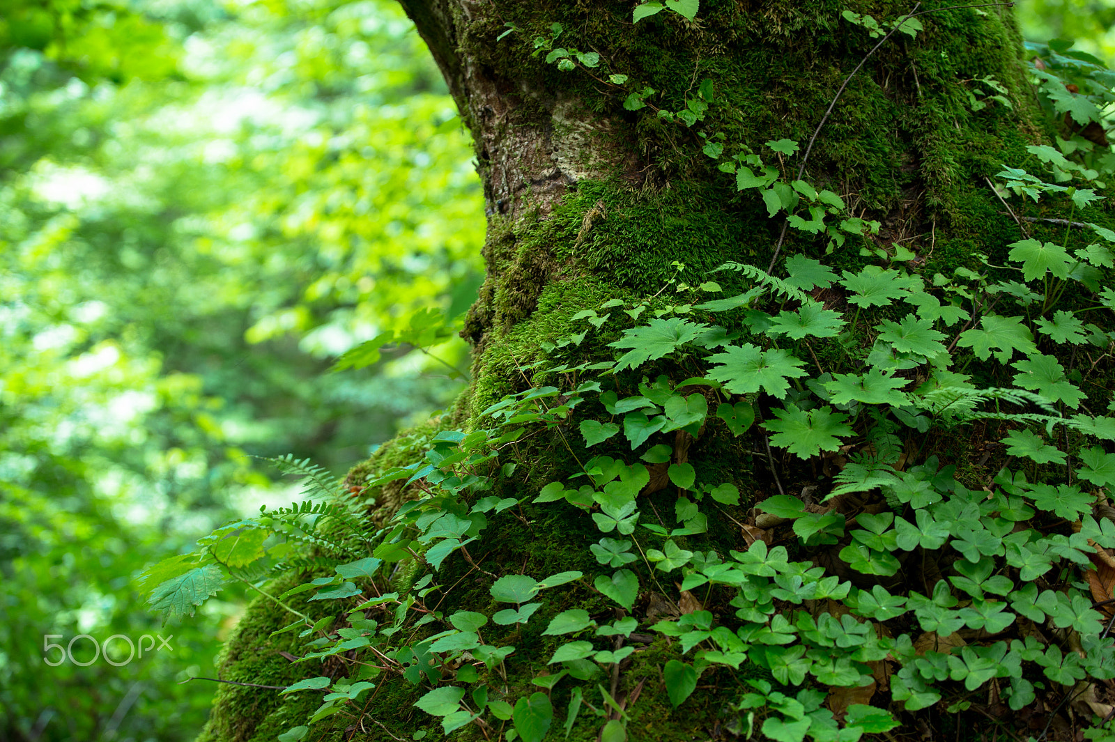 Tamron SP 70-200mm F2.8 Di VC USD sample photo. Green clothing photography