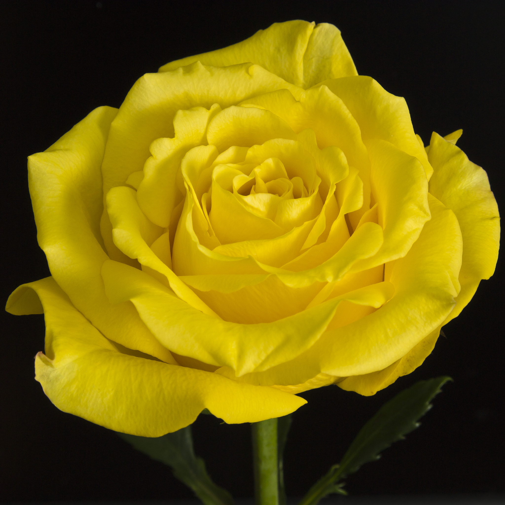 AF Zoom-Nikkor 28-105mm f/3.5-4.5D IF sample photo. Yellow rose photography
