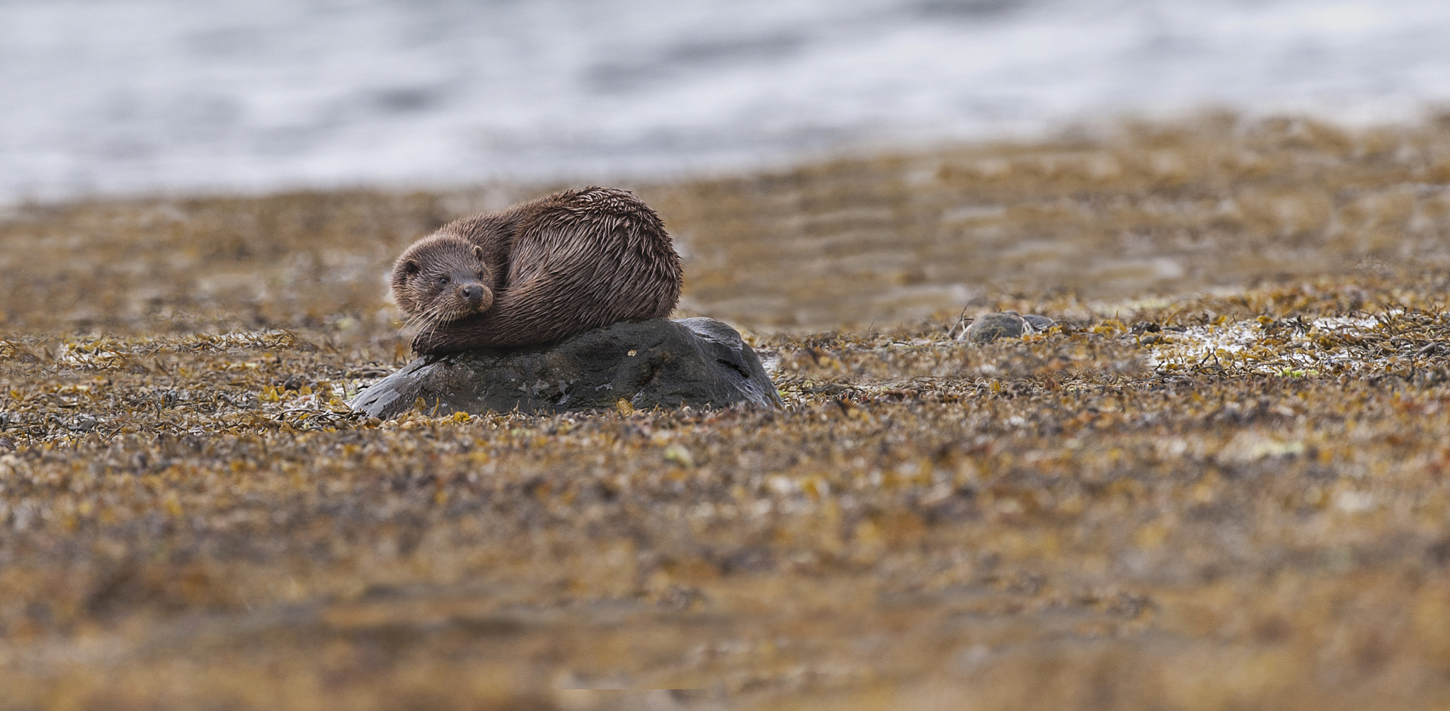 Nikon D700 + Nikon AF-S Nikkor 500mm F4G ED VR sample photo. Otter photography