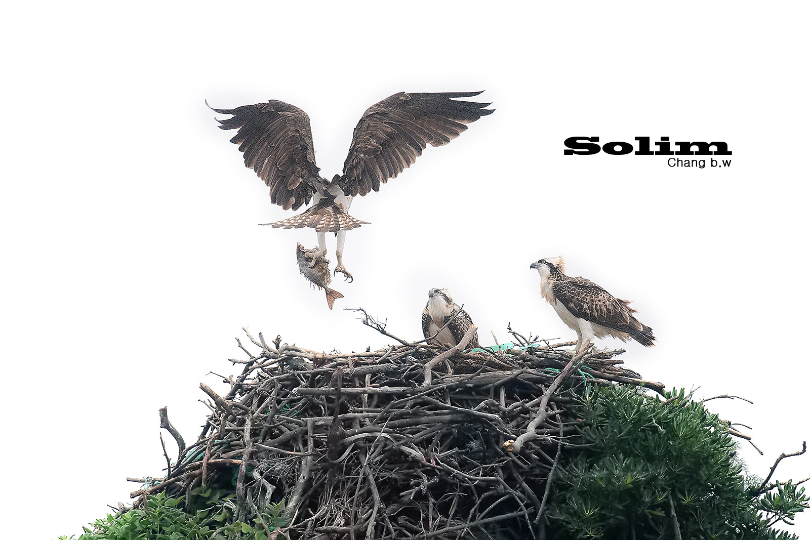 Nikon AF-S Nikkor 800mm F5.6E FL ED VR sample photo. Osprey~~~ photography