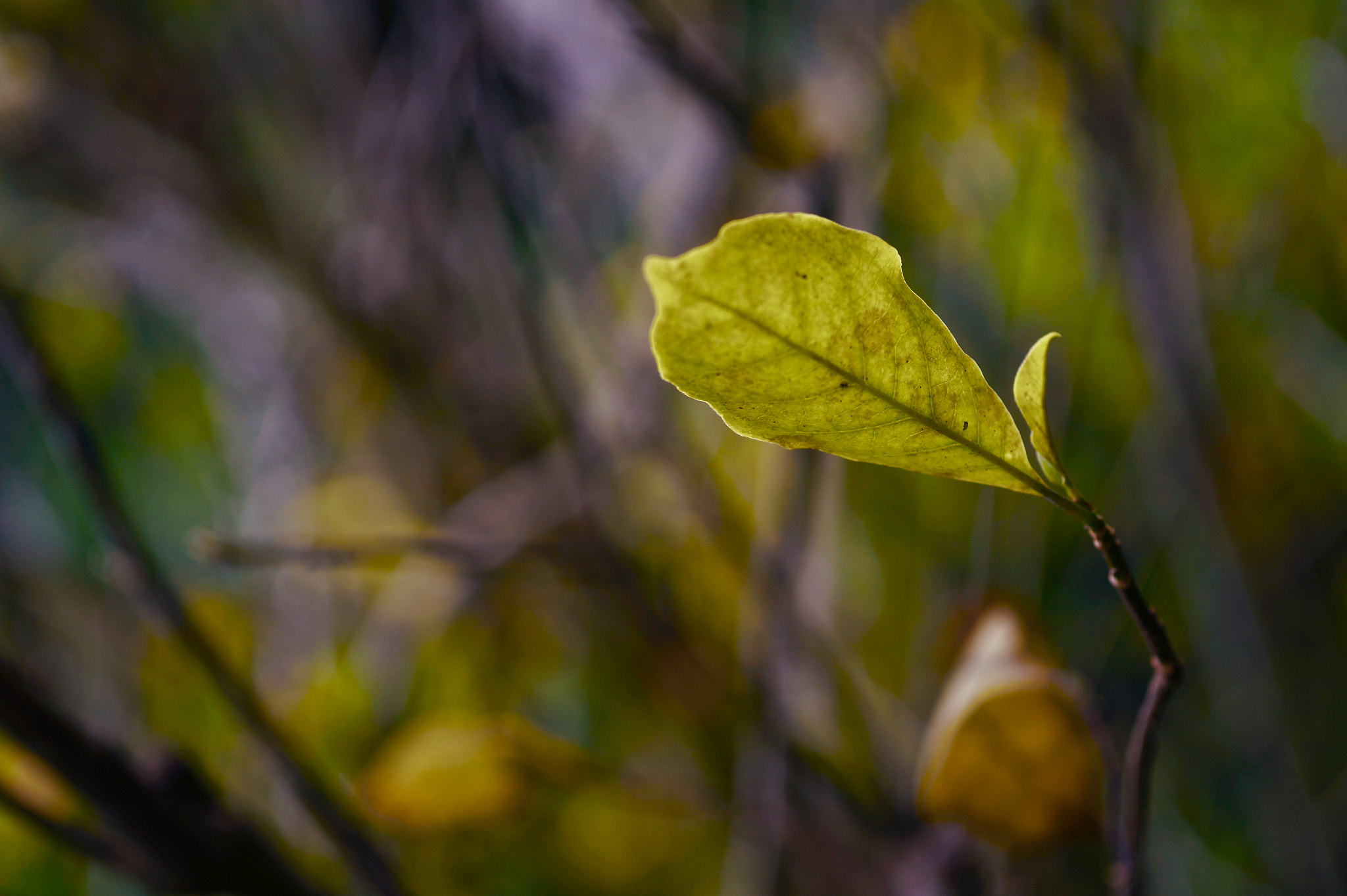 Sony Alpha a3000 + Sigma 60mm F2.8 DN Art sample photo. Leaf photography