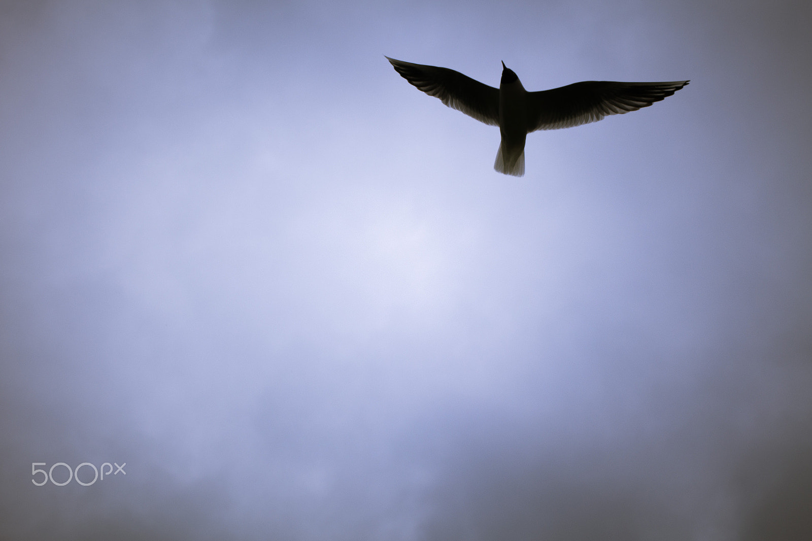 Samsung NX300 + Samsung NX 45mm F1.8 sample photo. Seagull flying in the sky photography