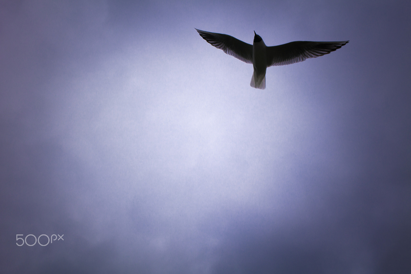 Samsung NX300 + Samsung NX 45mm F1.8 sample photo. Seagull flying in the sky photography